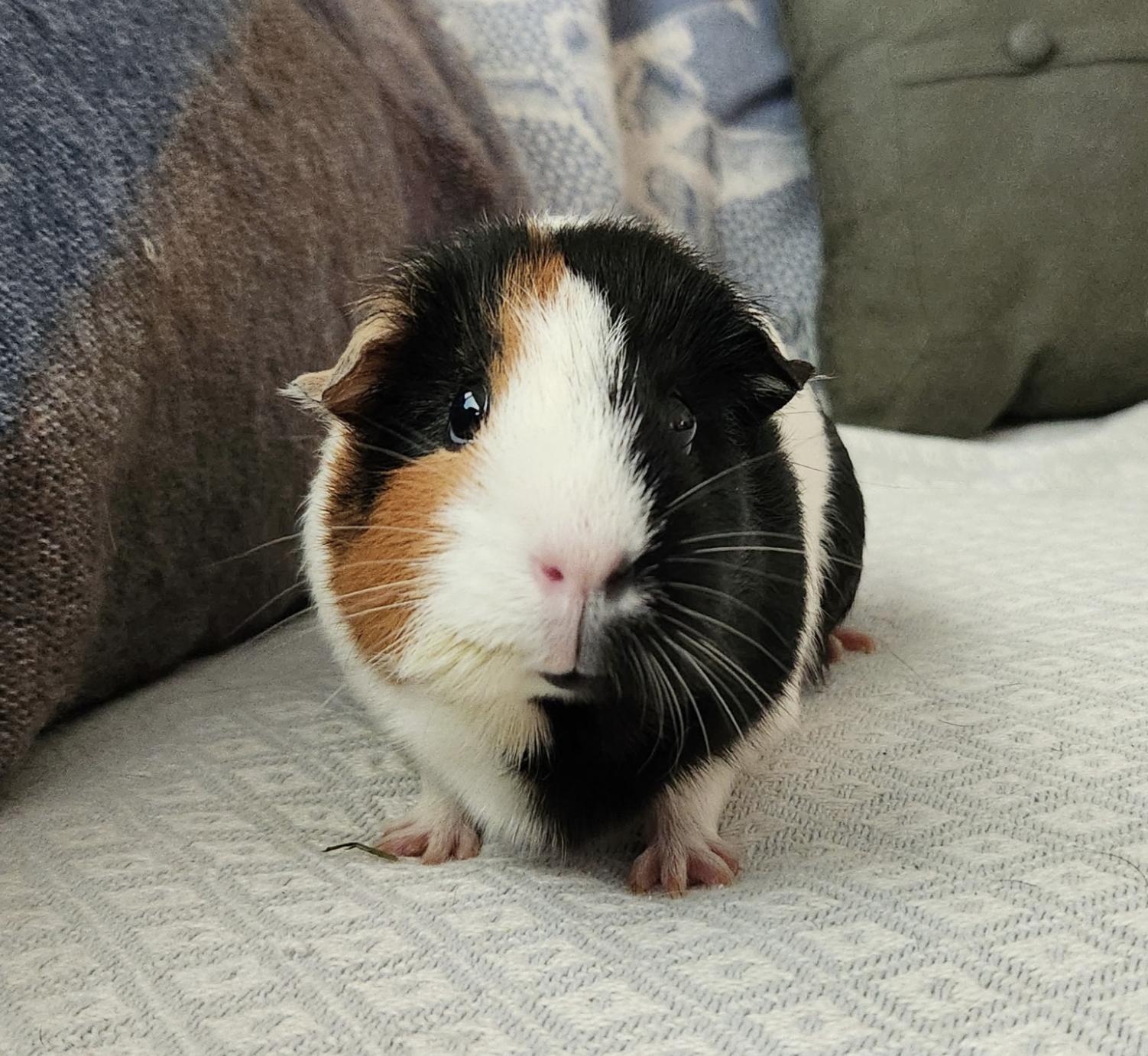 Mocha & Lizzy BONDED, an adopted Guinea Pig in Minneapolis, MN image 4/4