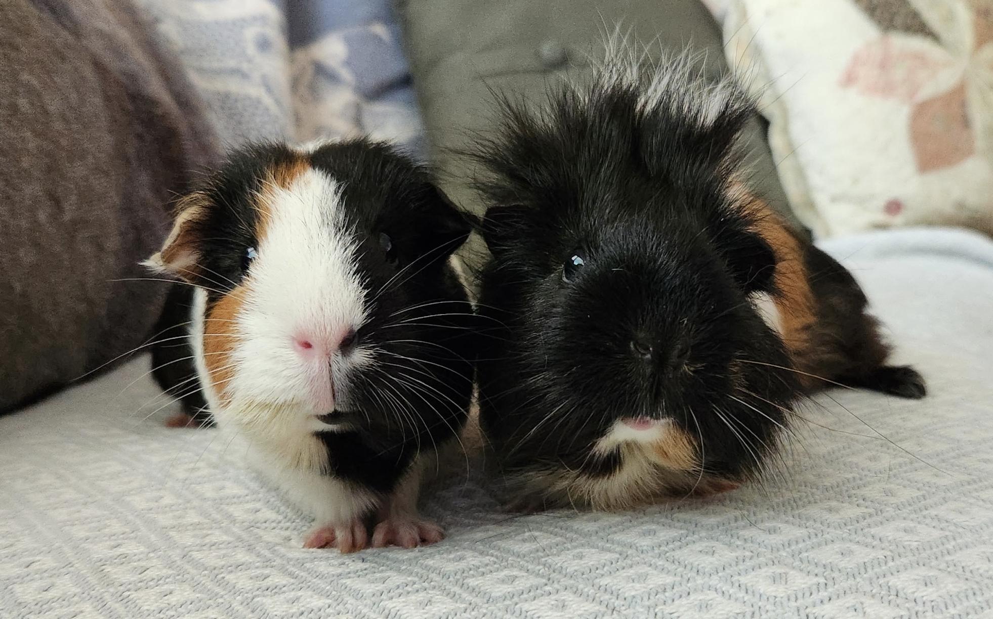 Mocha & Lizzy BONDED, adopted, Adult Female Guinea Pig.