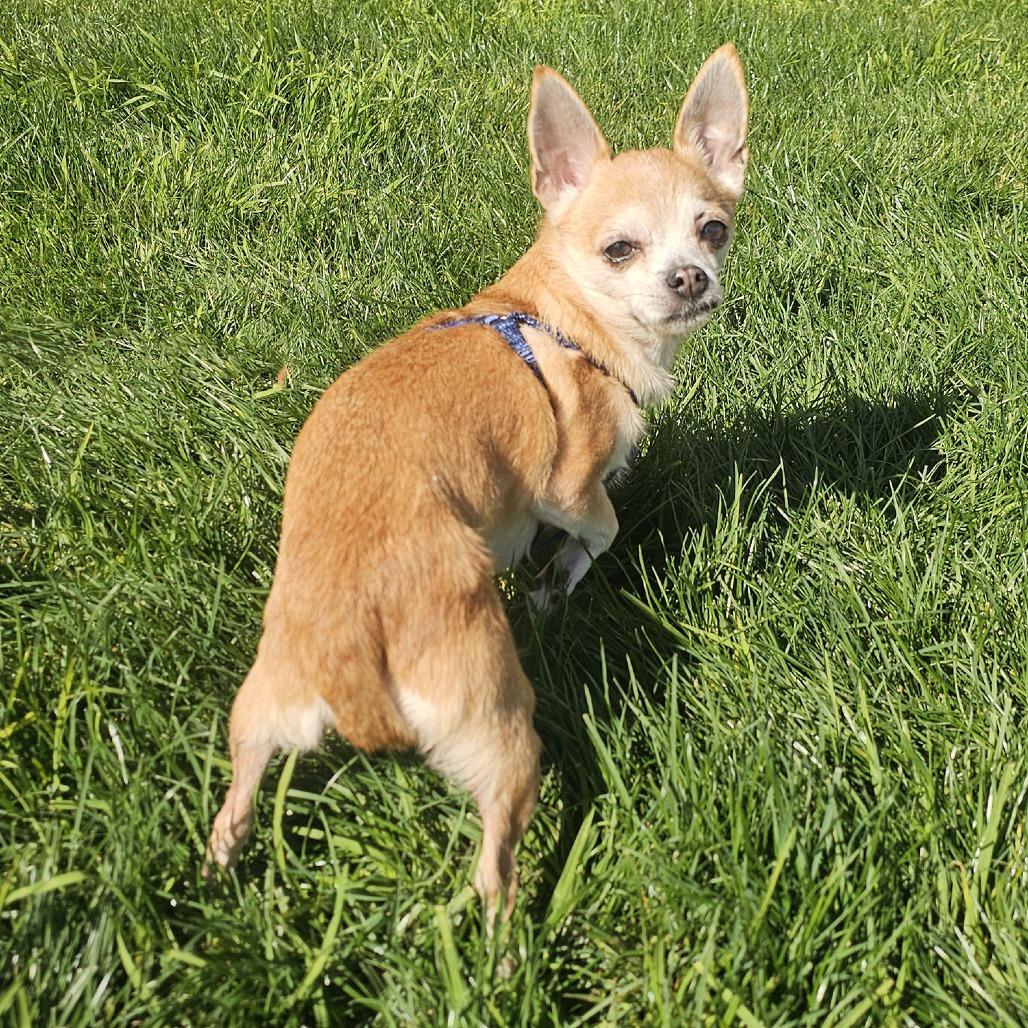 Frida the Chihuahua, a Adoptable Chihuahua in Apple Valley, CA image 1/3