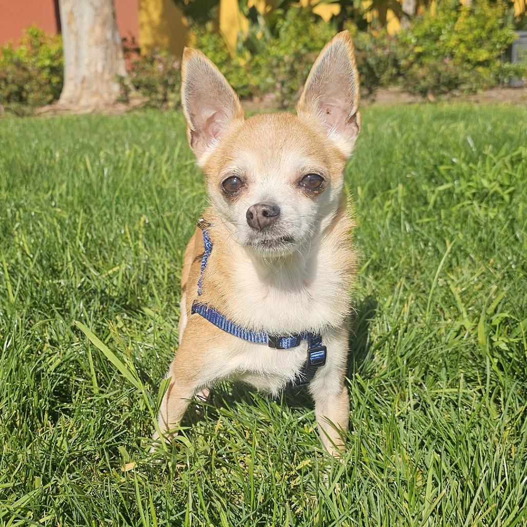 Frida the Chihuahua — thumbnail 2