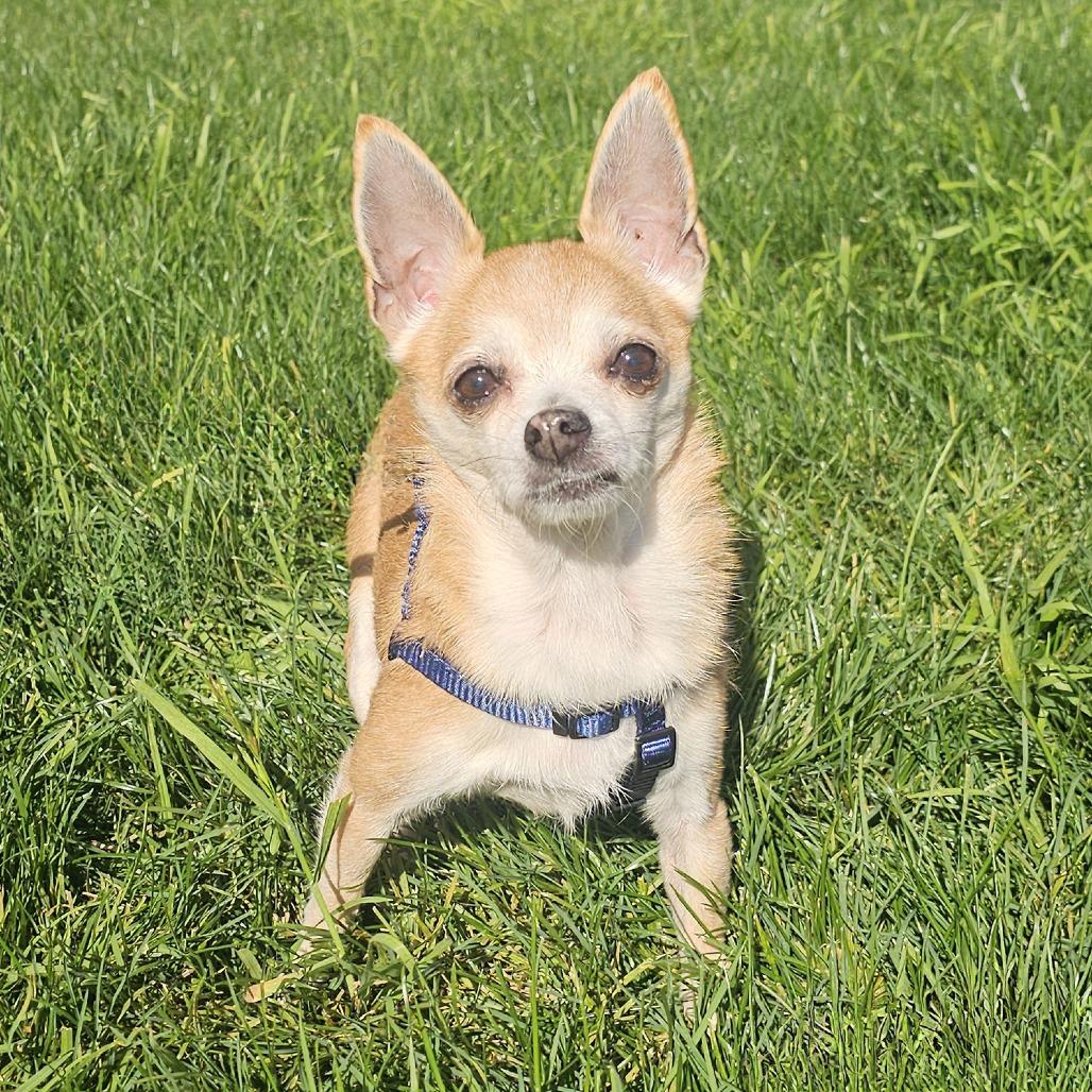 Frida the Chihuahua — thumbnail 3