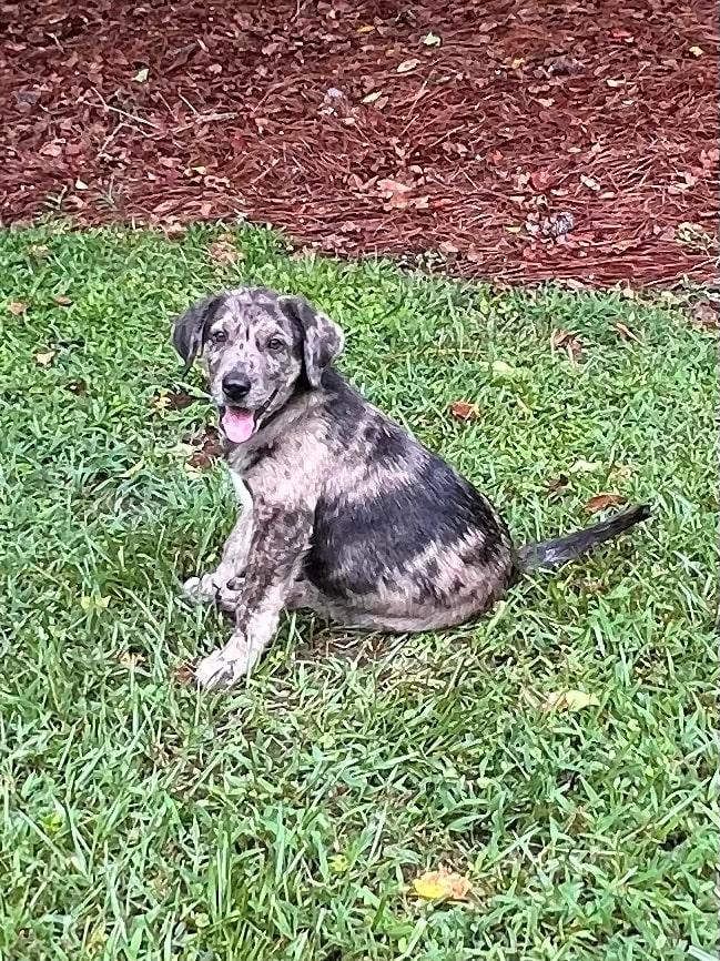 Boudreaux