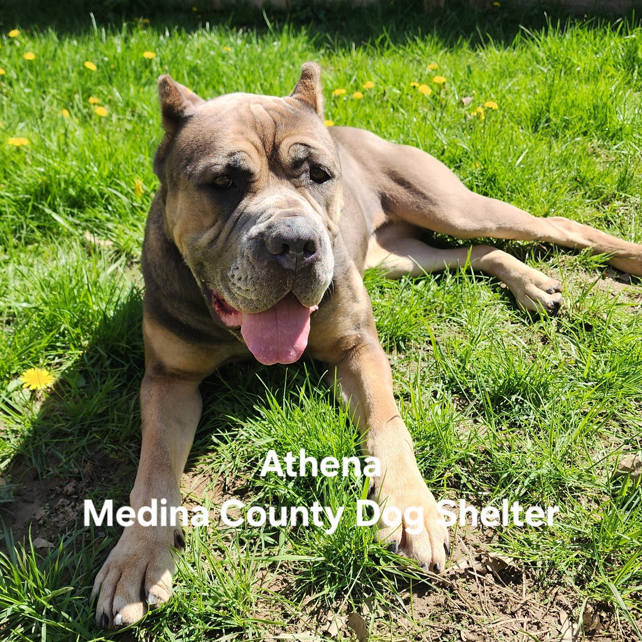 Enlarge Athena, a Adoptable mixed breed in Medina, OH image 3/6