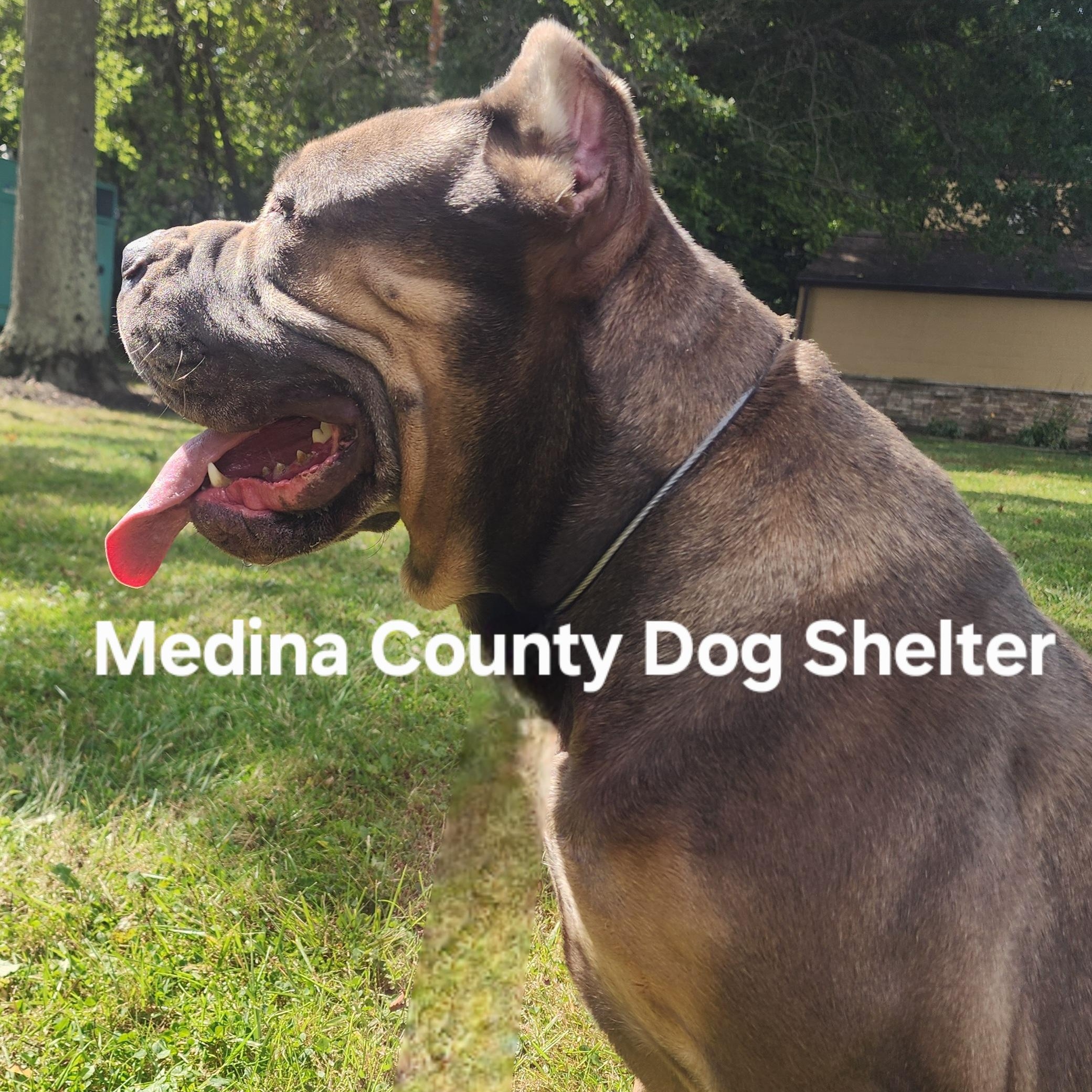 Athena, a Adoptable mixed breed in Medina, OH image 5/6