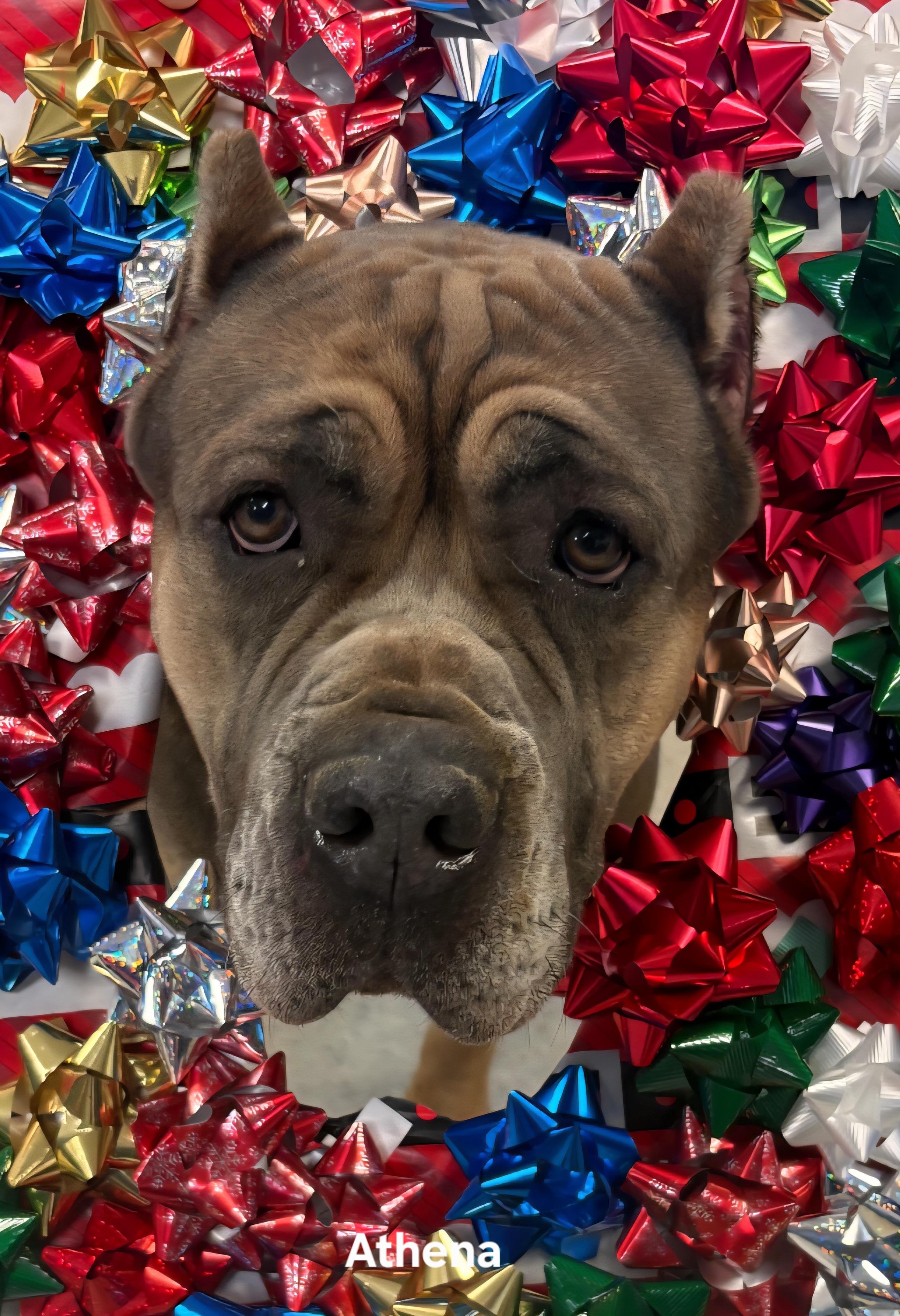 Athena, a Adoptable mixed breed in Medina, OH image 1/6