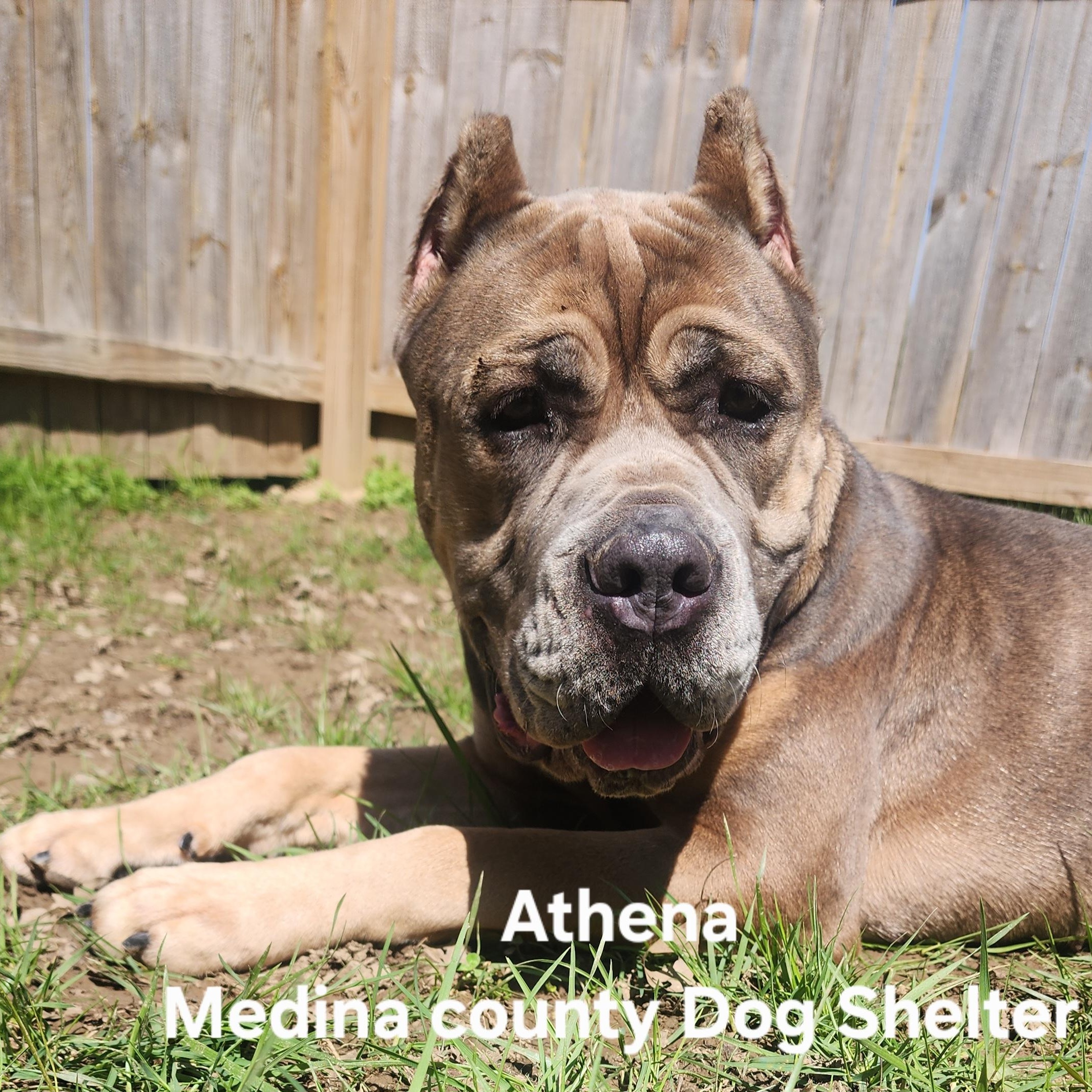 Athena, Adoptable, Adult Female Cane Corso.