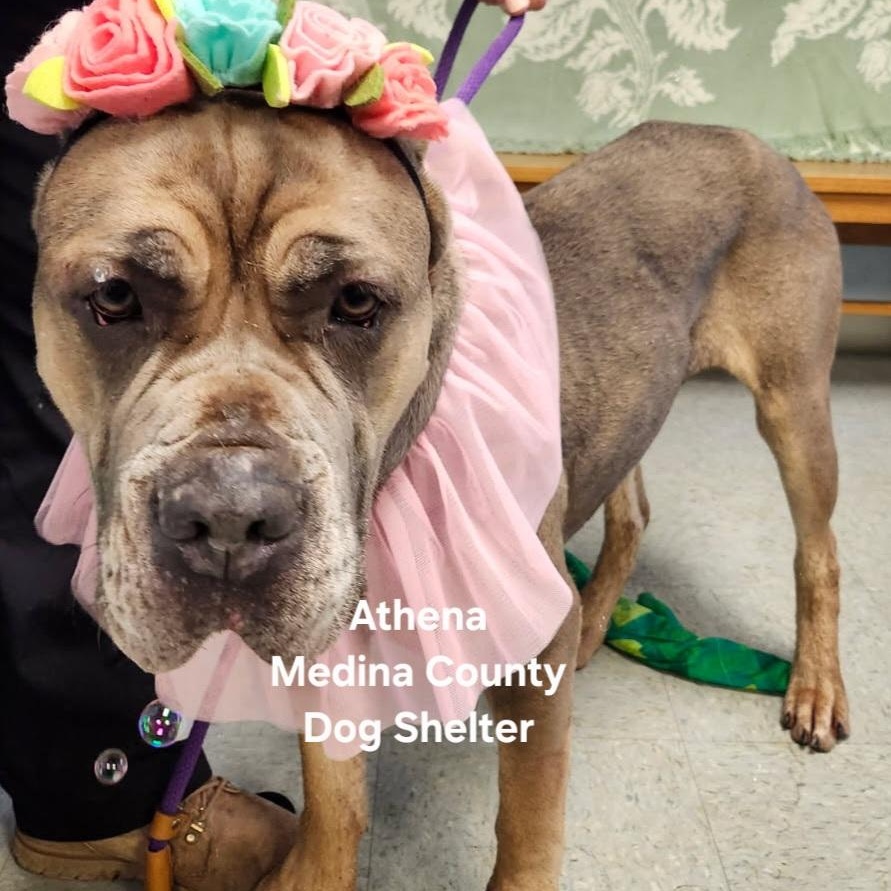 Enlarge Athena, a Adoptable mixed breed in Medina, OH image 2/6