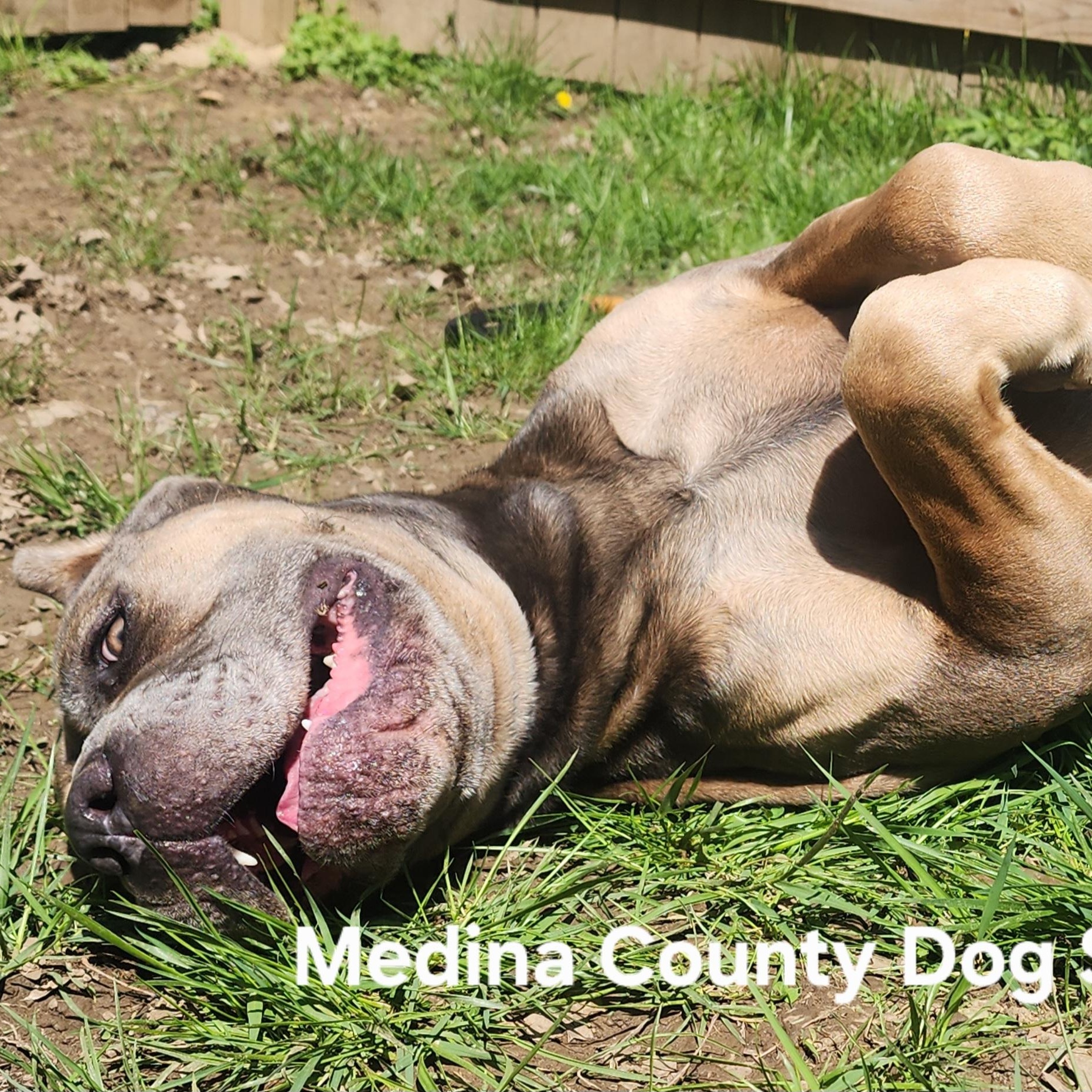 Enlarge Athena, a Adoptable mixed breed in Medina, OH image 5/6
