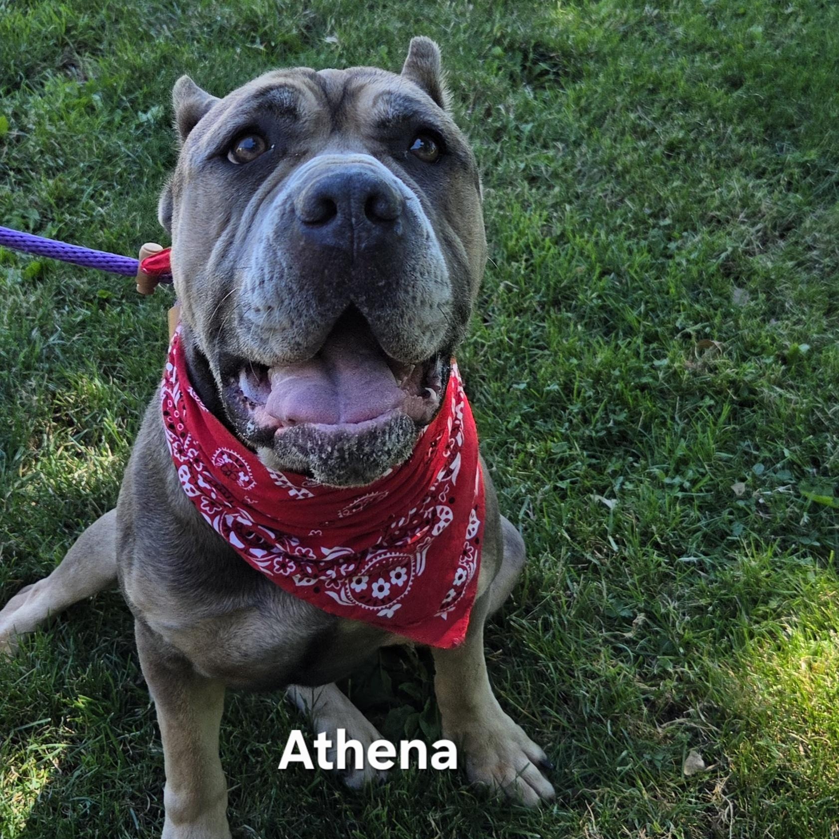 Enlarge Athena, a Adoptable mixed breed in Medina, OH image 2/6