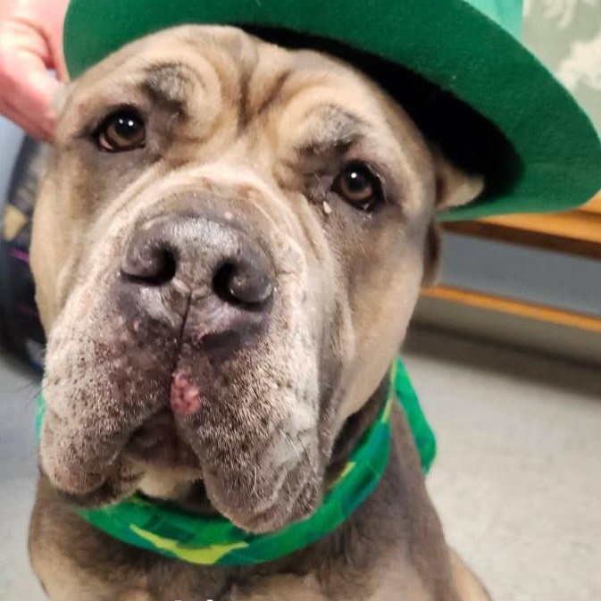 Athena, Adoptable, Adult Female Cane Corso.