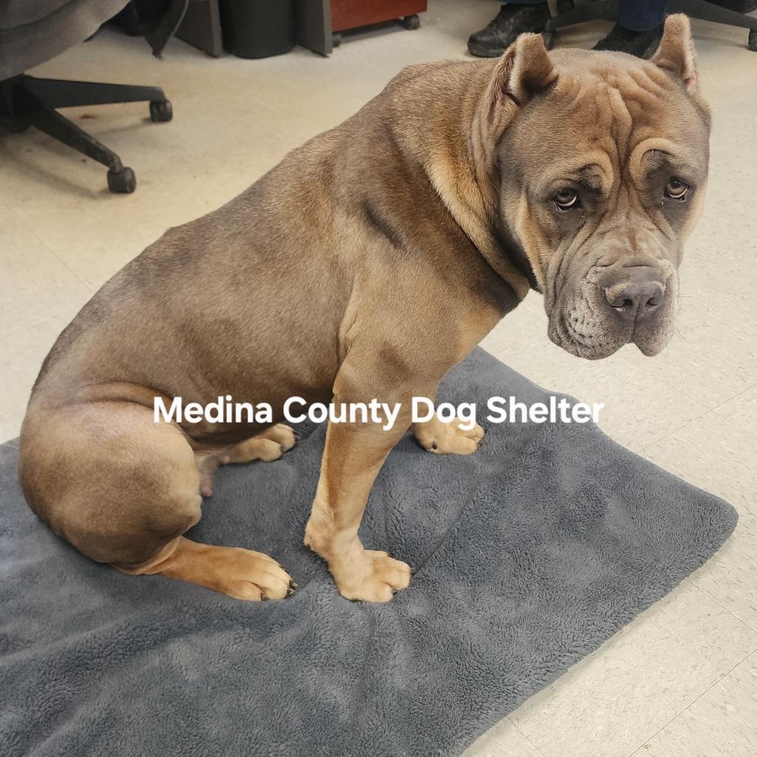 Athena, a Adoptable mixed breed in Medina, OH image 3/6