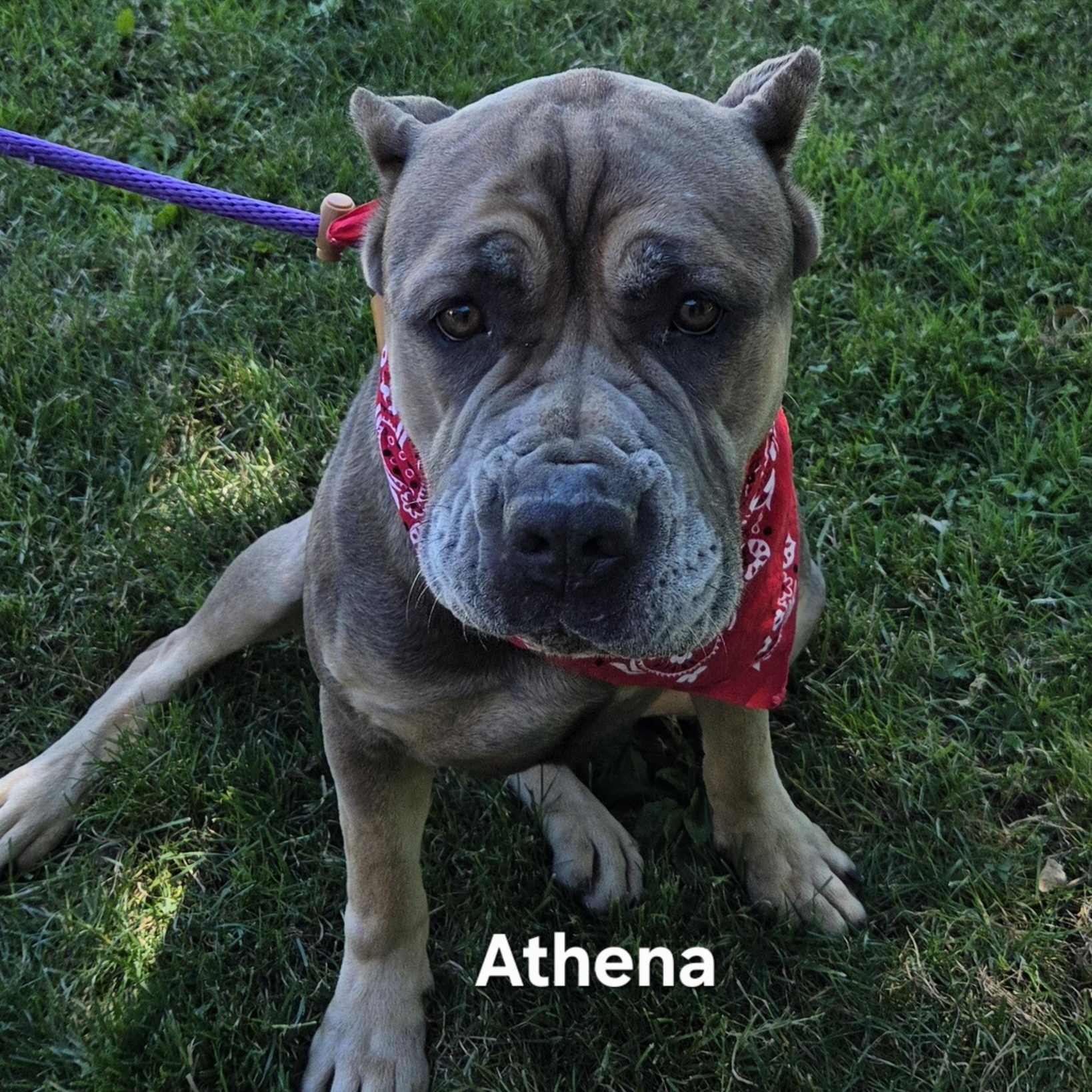 Enlarge Athena, a Adoptable mixed breed in Medina, OH image 3/6