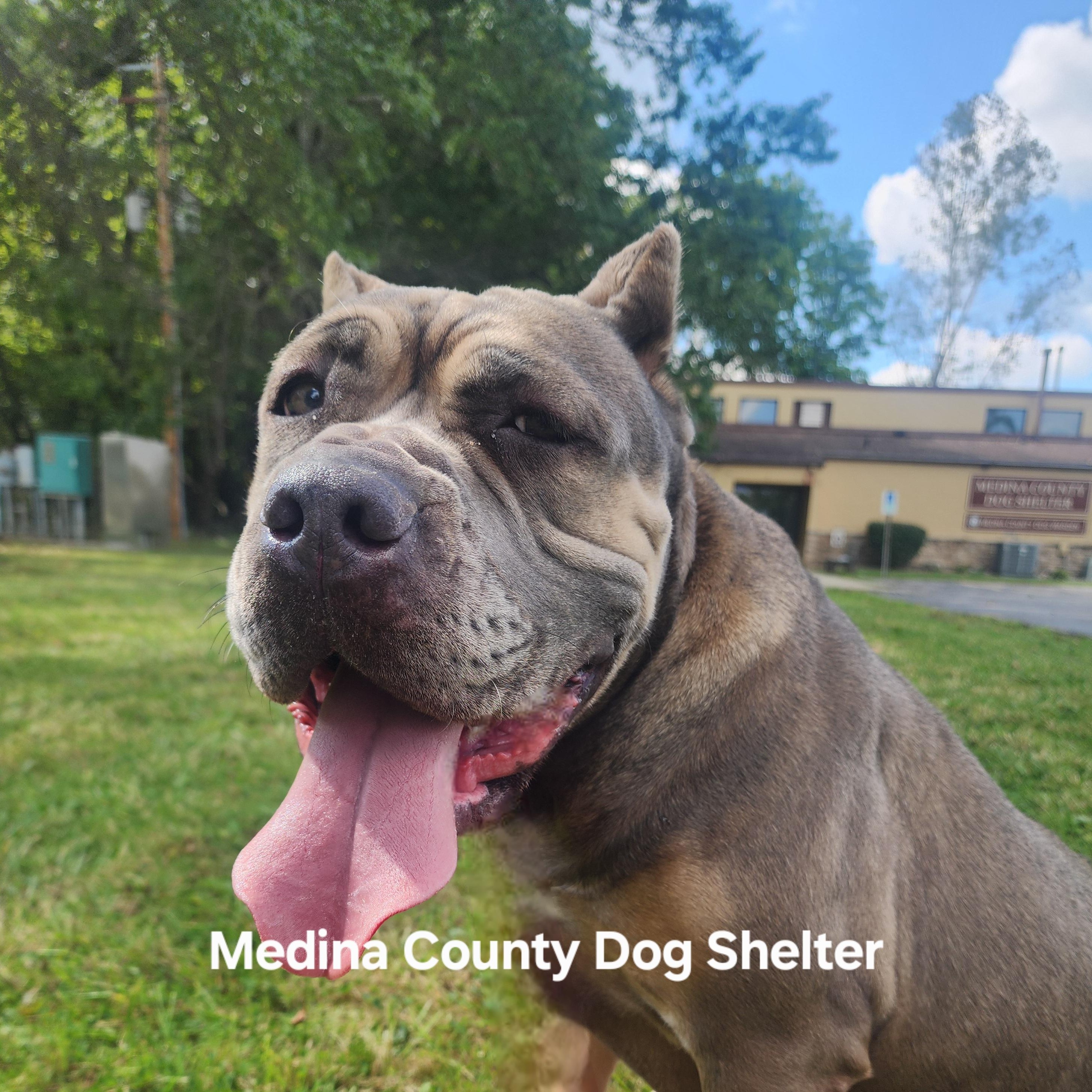 Athena, a Adoptable mixed breed in Medina, OH image 4/6