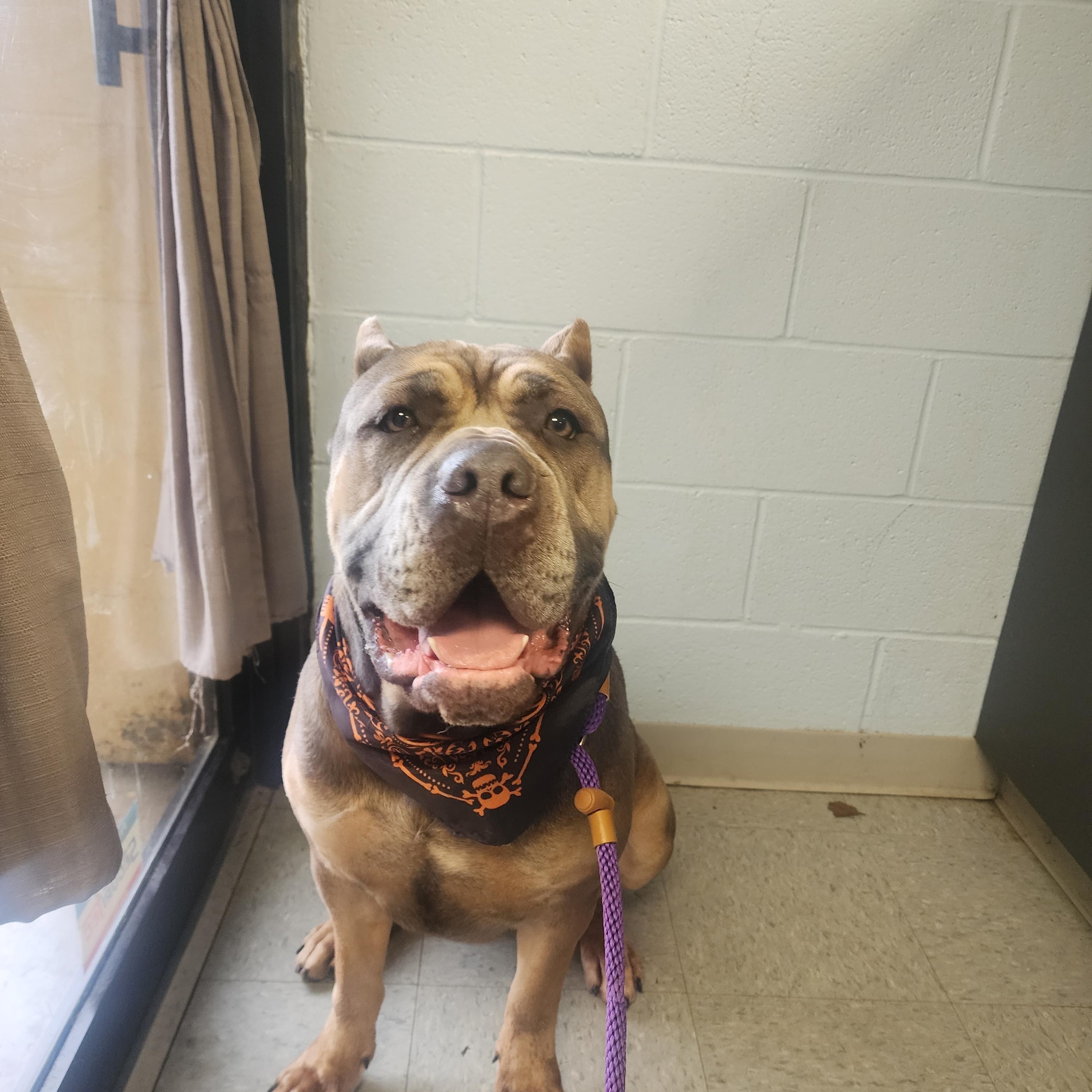 Athena, a Adoptable mixed breed in Medina, OH image 6/6