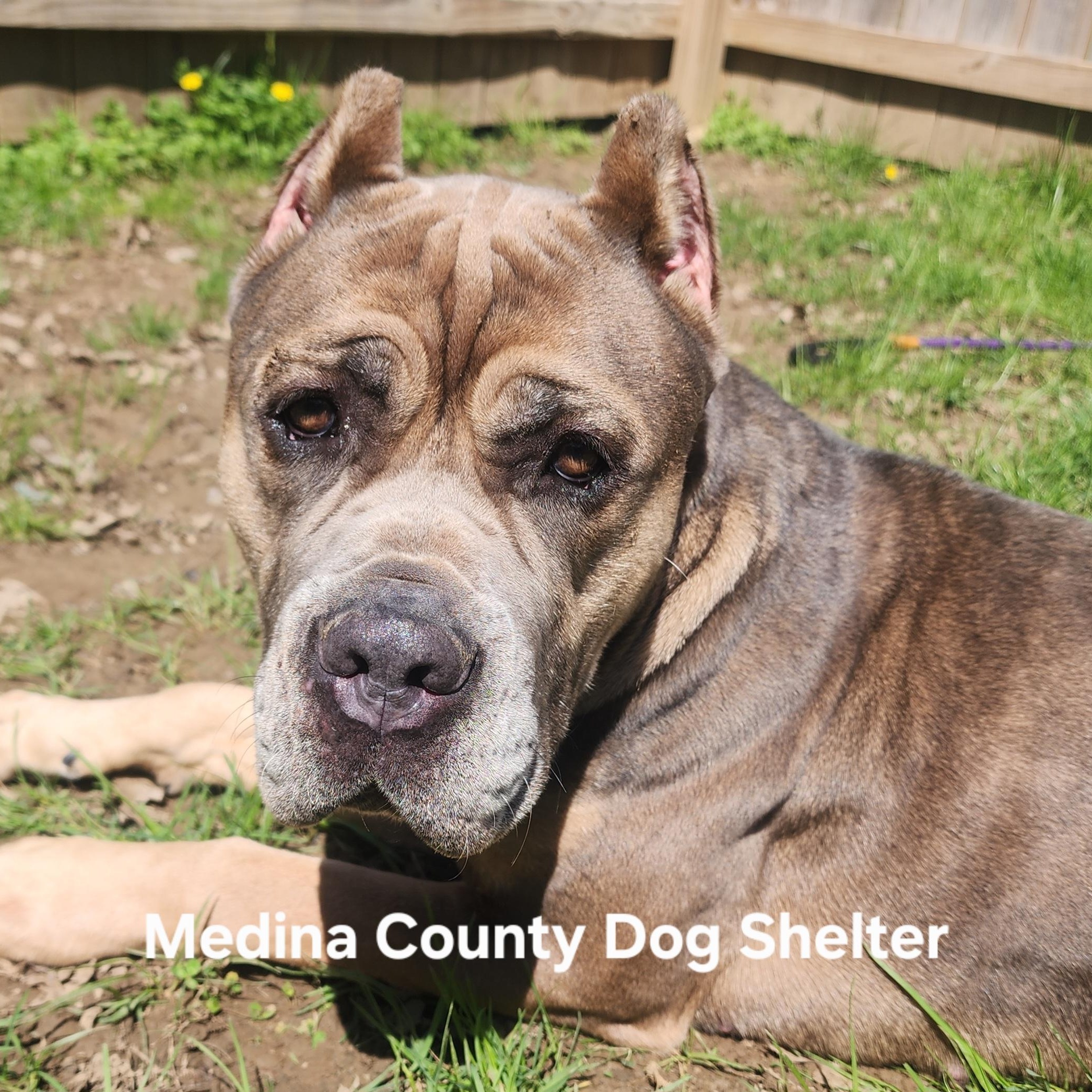 Enlarge Athena, a Adoptable mixed breed in Medina, OH image 4/6