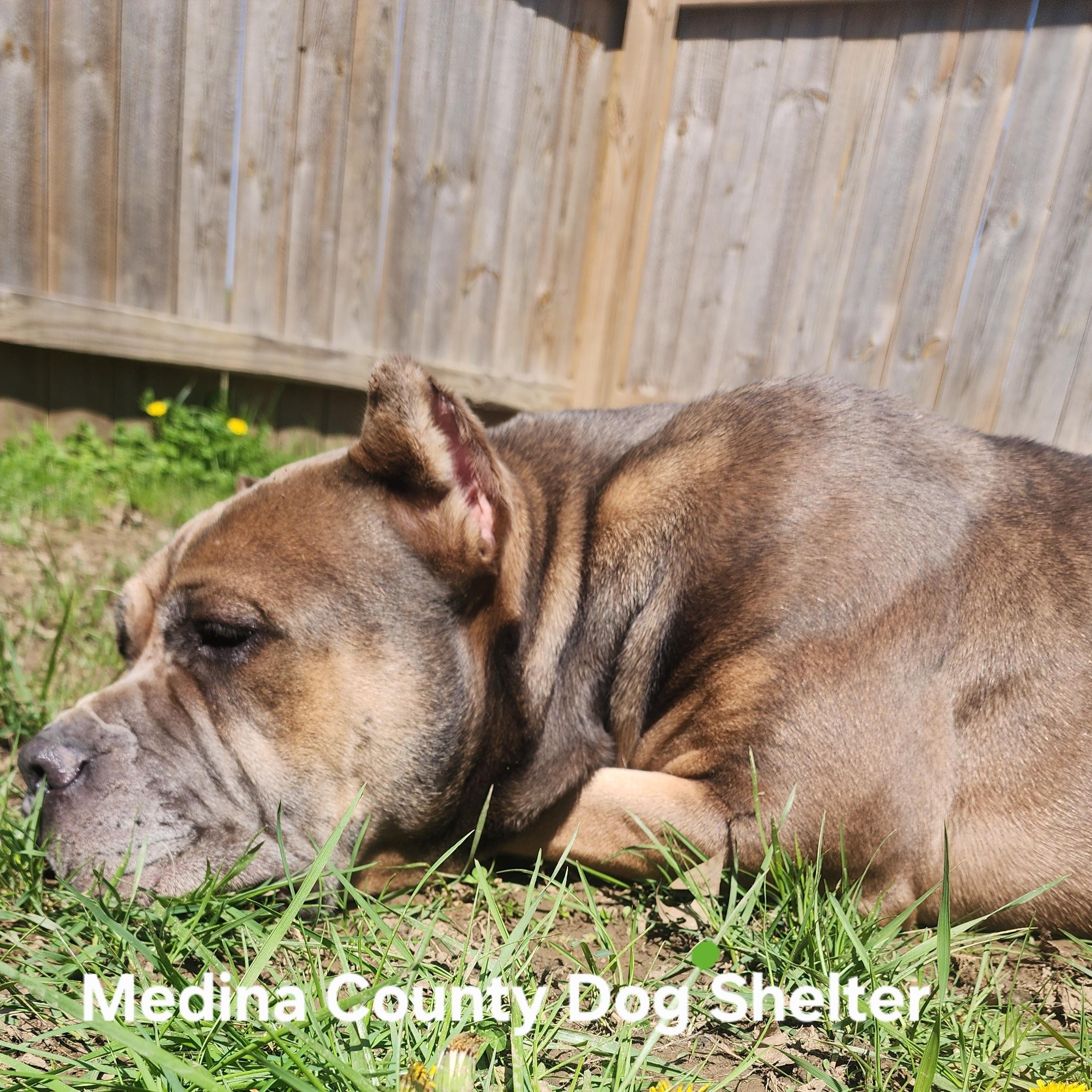 Enlarge Athena, a Adoptable mixed breed in Medina, OH image 2/6