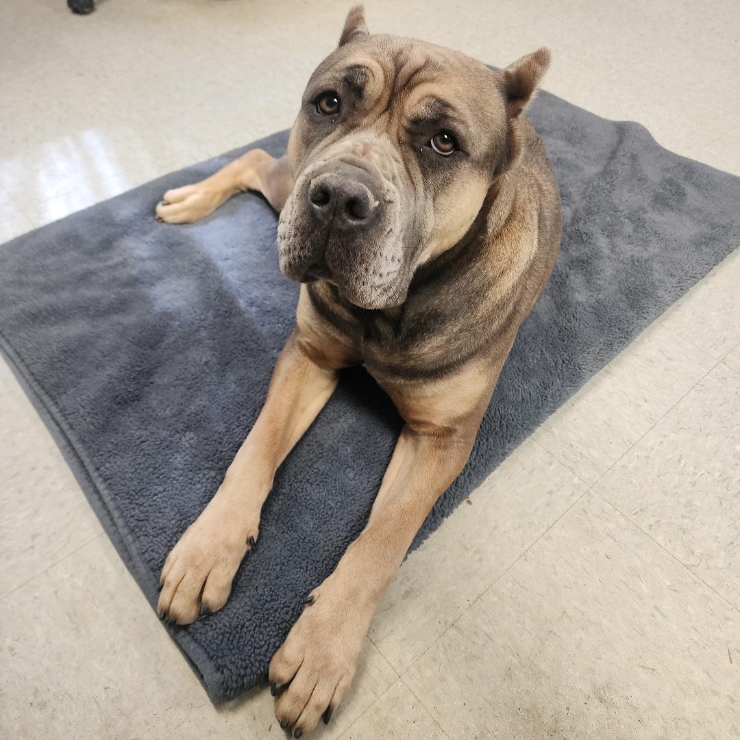 Athena, a Adoptable mixed breed in Medina, OH image 2/6