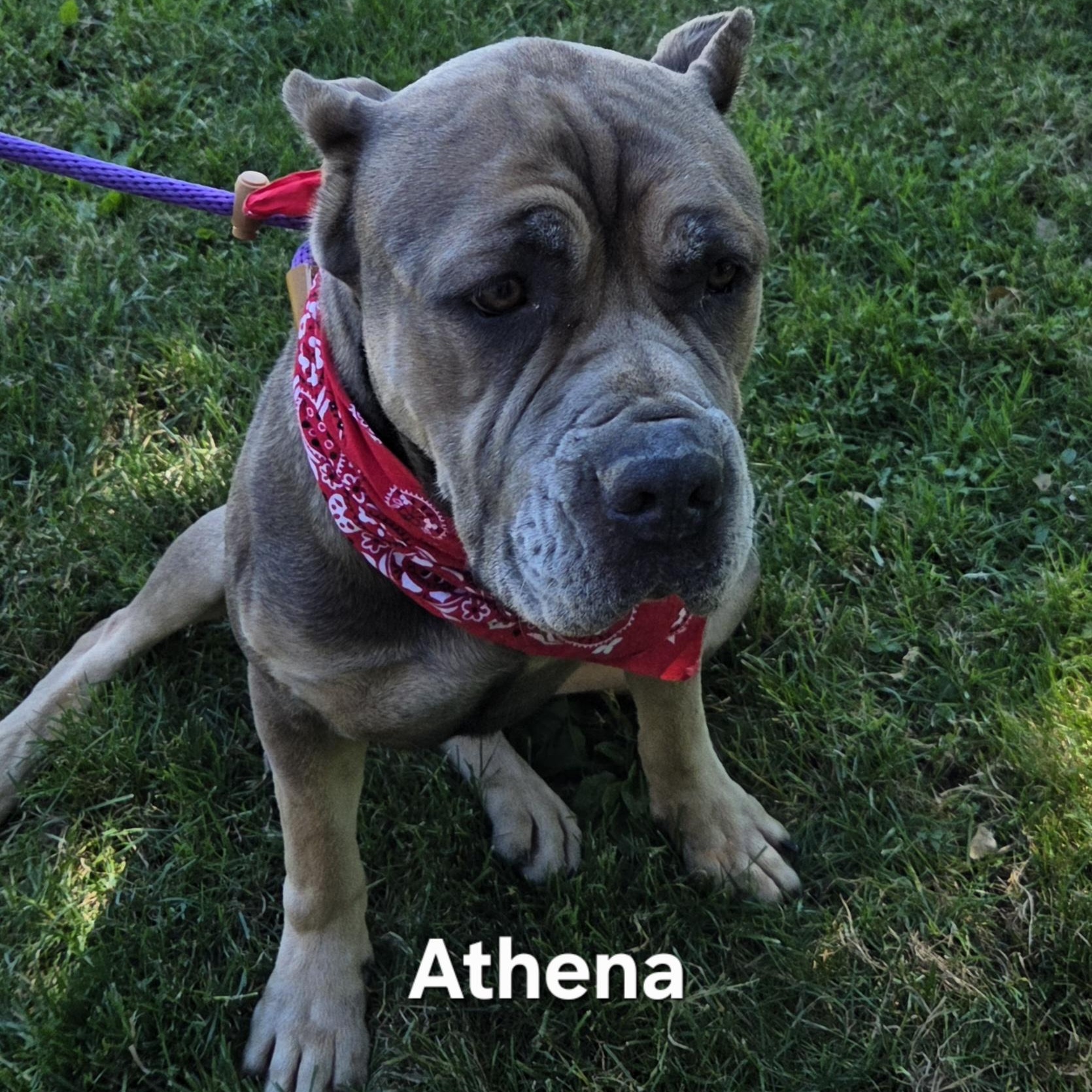 Athena, Adoptable, Adult Female Cane Corso.