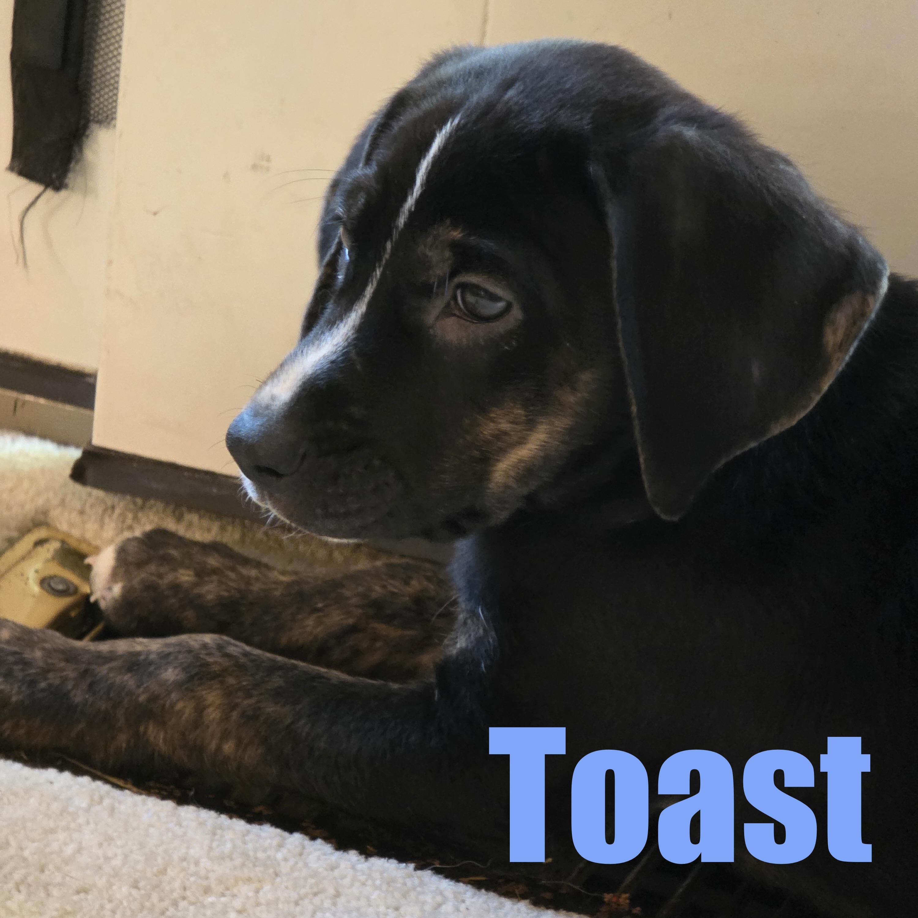 Toast, adopted, Puppy Male Hound & Mixed Breed.