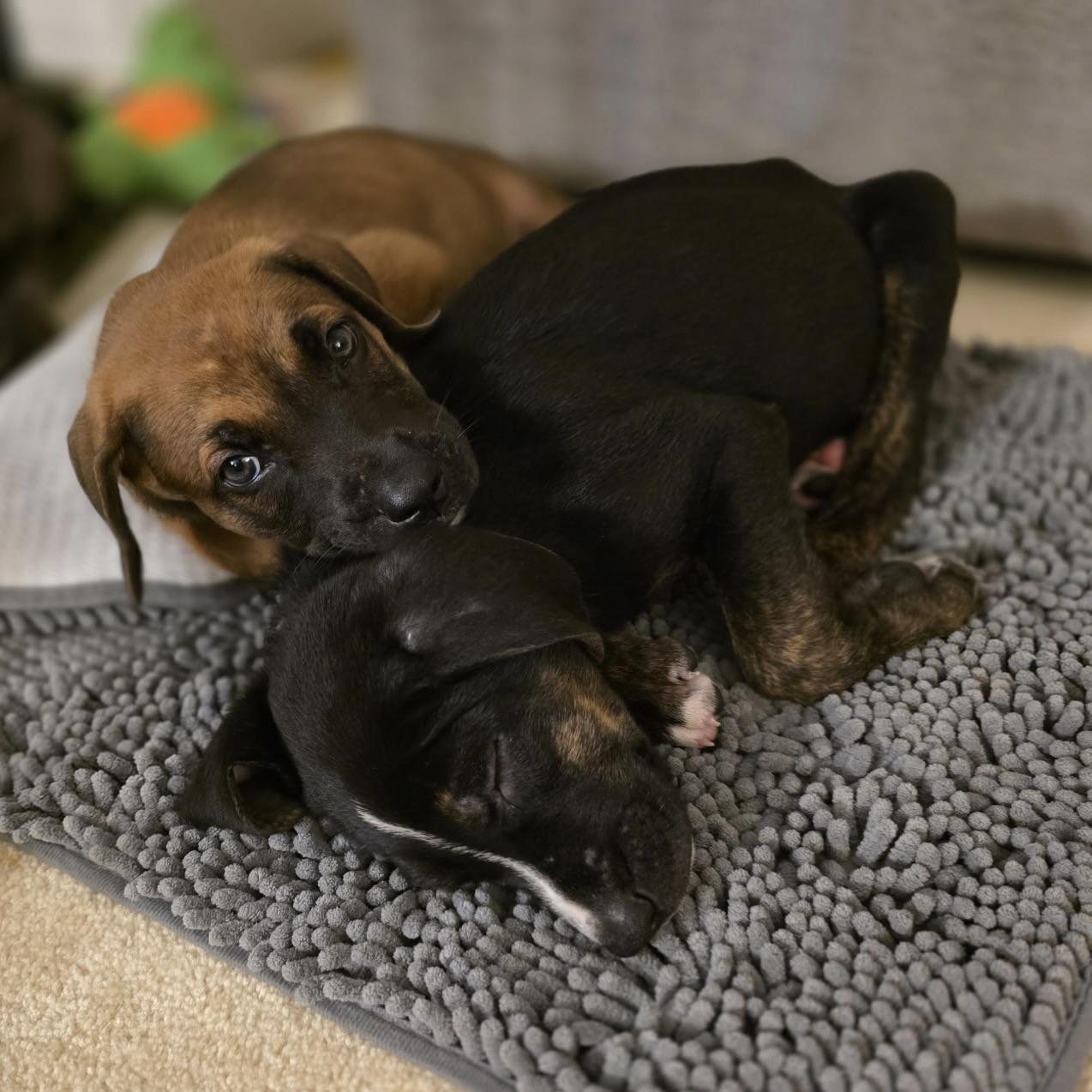 Enlarge Toast, an adopted mixed breed in Ellicott City, MD image 2/5