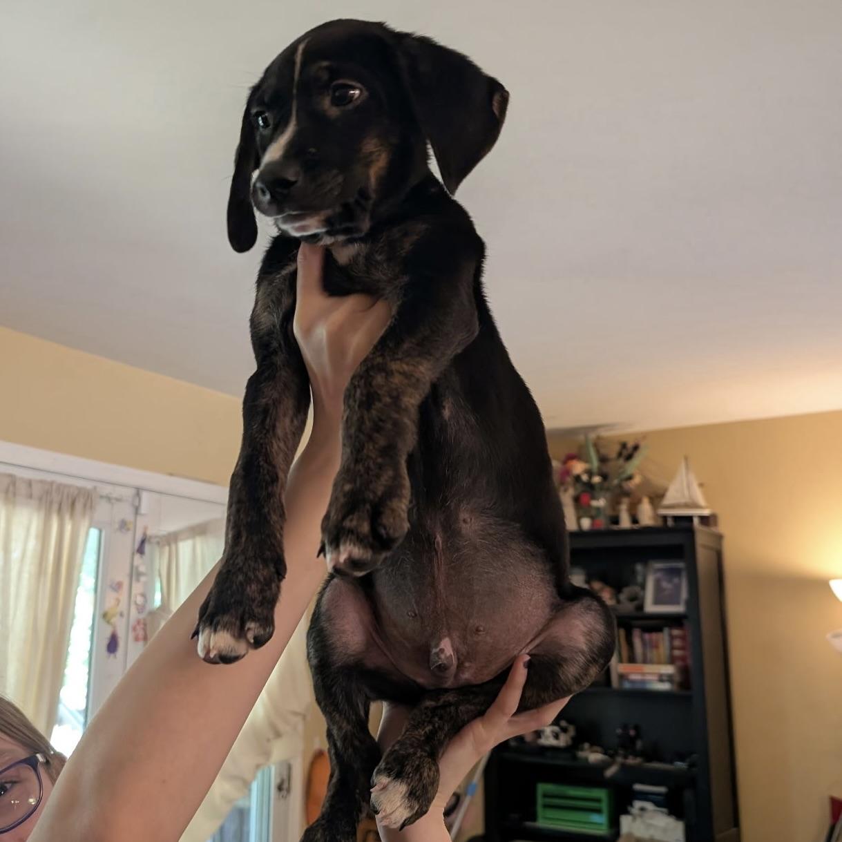 Enlarge Toast, an adopted mixed breed in Ellicott City, MD image 5/5