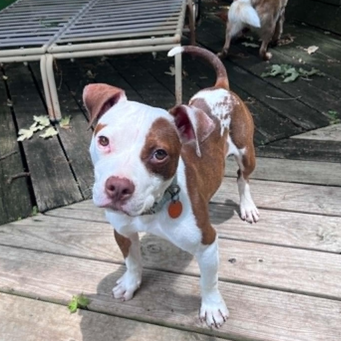 Enlarge Koda with Videos, a ADOPTABLE Pit Bull Terrier in Fort Worth, TX image 2/6
