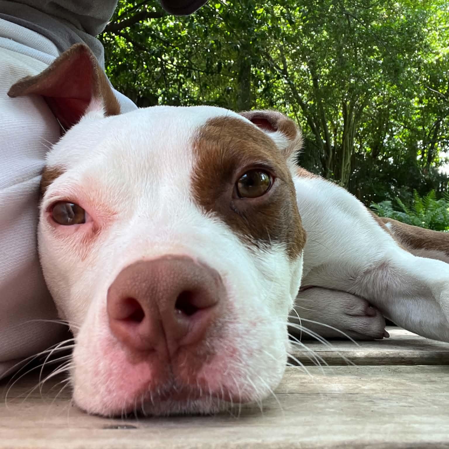 Enlarge Koda with Videos, a ADOPTABLE Pit Bull Terrier in Fort Worth, TX image 4/6