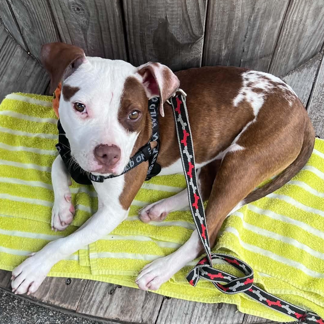 Enlarge Koda with Videos, a ADOPTABLE Pit Bull Terrier in Fort Worth, TX image 1/6