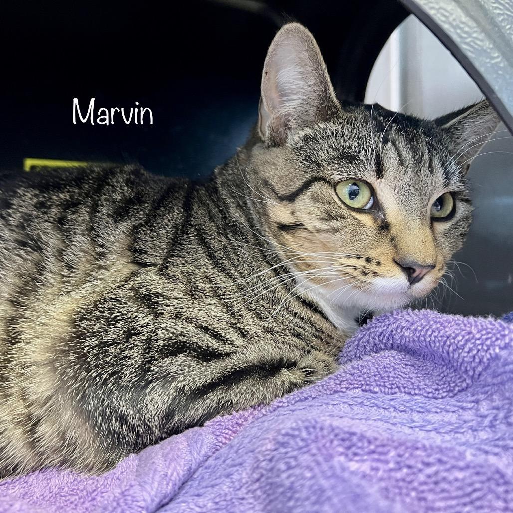 Marvin, Adoptable, Adult Male Domestic Short Hair & Domestic Short Hair.