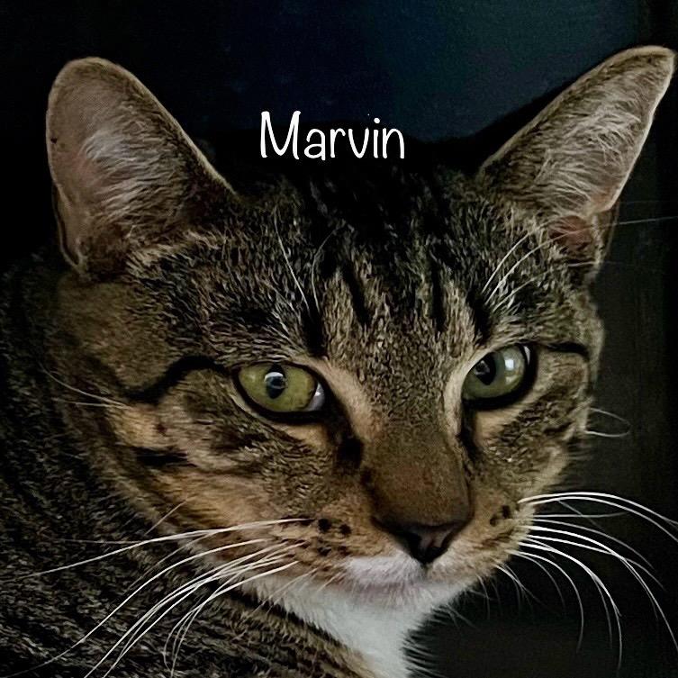 Marvin, Adoptable, Adult Male Domestic Short Hair & Domestic Short Hair.