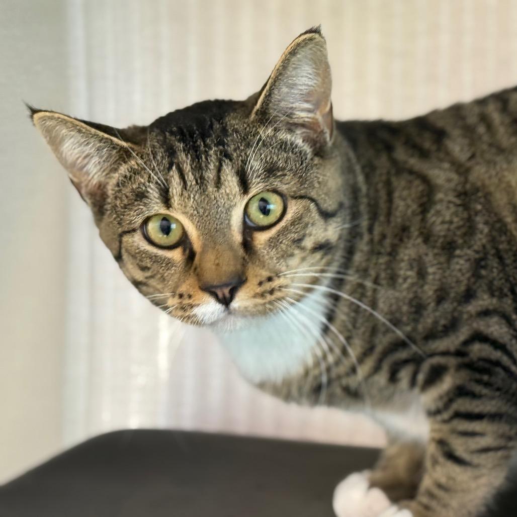 Enlarge Marvin, a Adoptable mixed breed in Madisonville, TN image 2/4