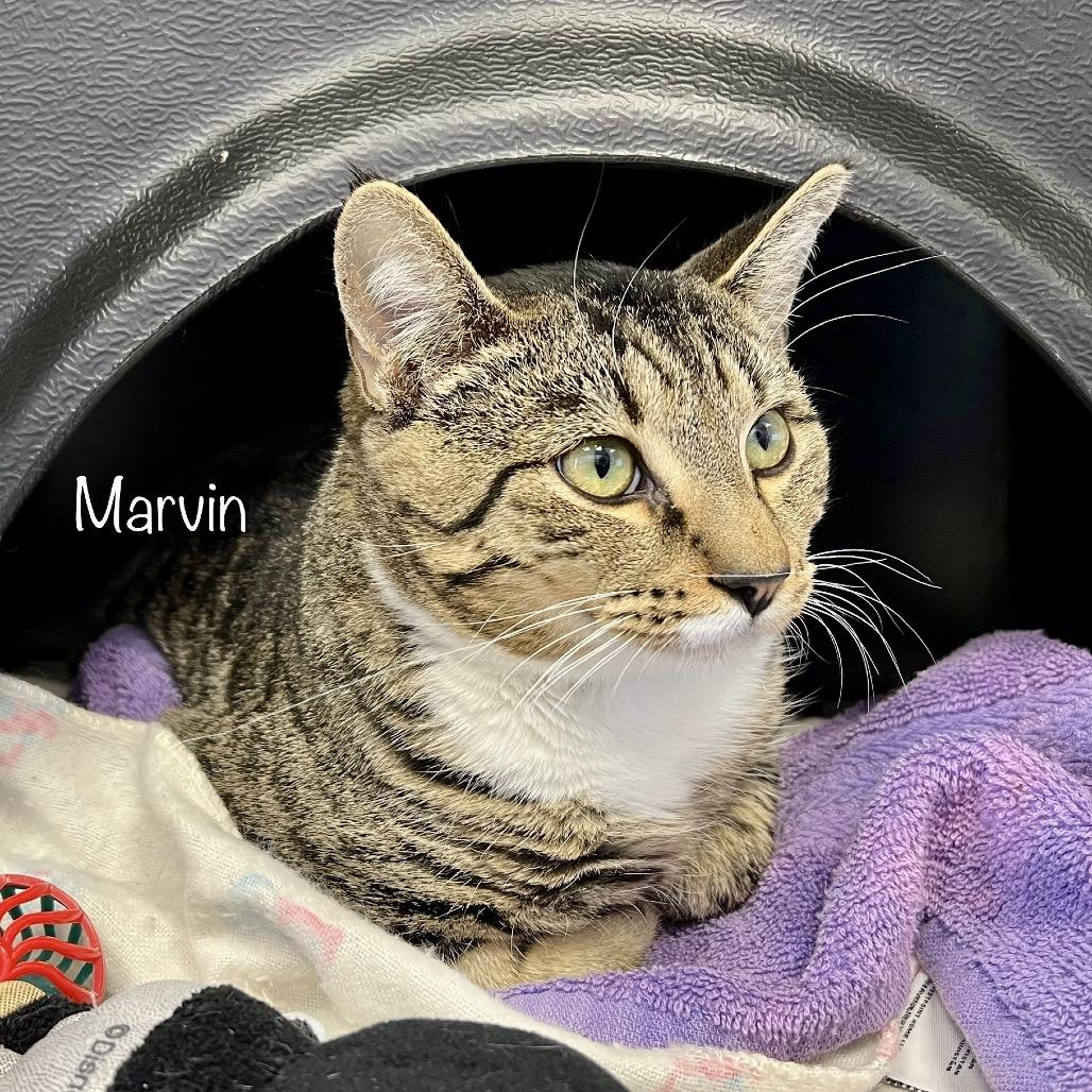 Enlarge Marvin, a Adoptable mixed breed in Madisonville, TN image 4/4