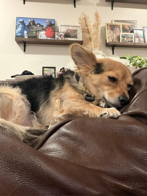 Phoenix, Adopted, Adult Female Chihuahua.