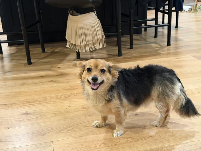 Enlarge Phoenix, a Adopted mixed breed in Mentor, OH image 2/6