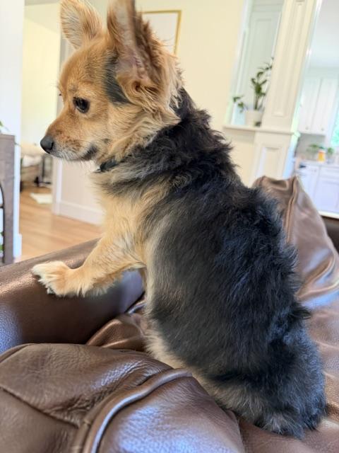 Enlarge Phoenix, a Adopted mixed breed in Mentor, OH image 6/6