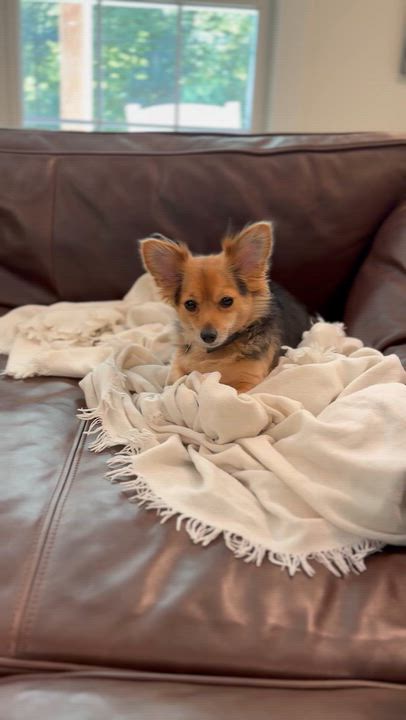 Enlarge Phoenix, a Adopted mixed breed in Mentor, OH video 4/6