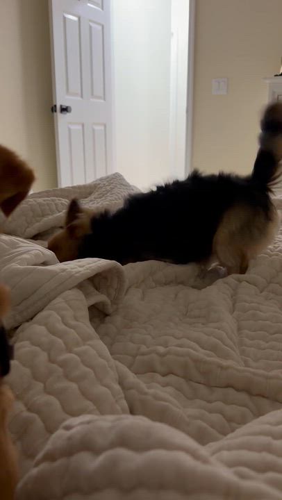Enlarge Phoenix, a Adopted mixed breed in Mentor, OH video 3/6