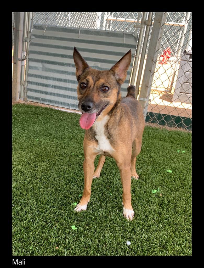 Enlarge Mallie, a Adopted mixed breed in Chino Valley, AZ image 1/1