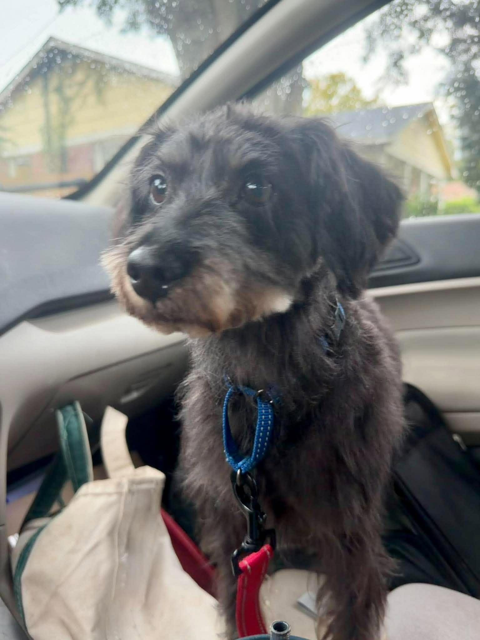 Bentley, Adoptable, Adult Male Shih Tzu.