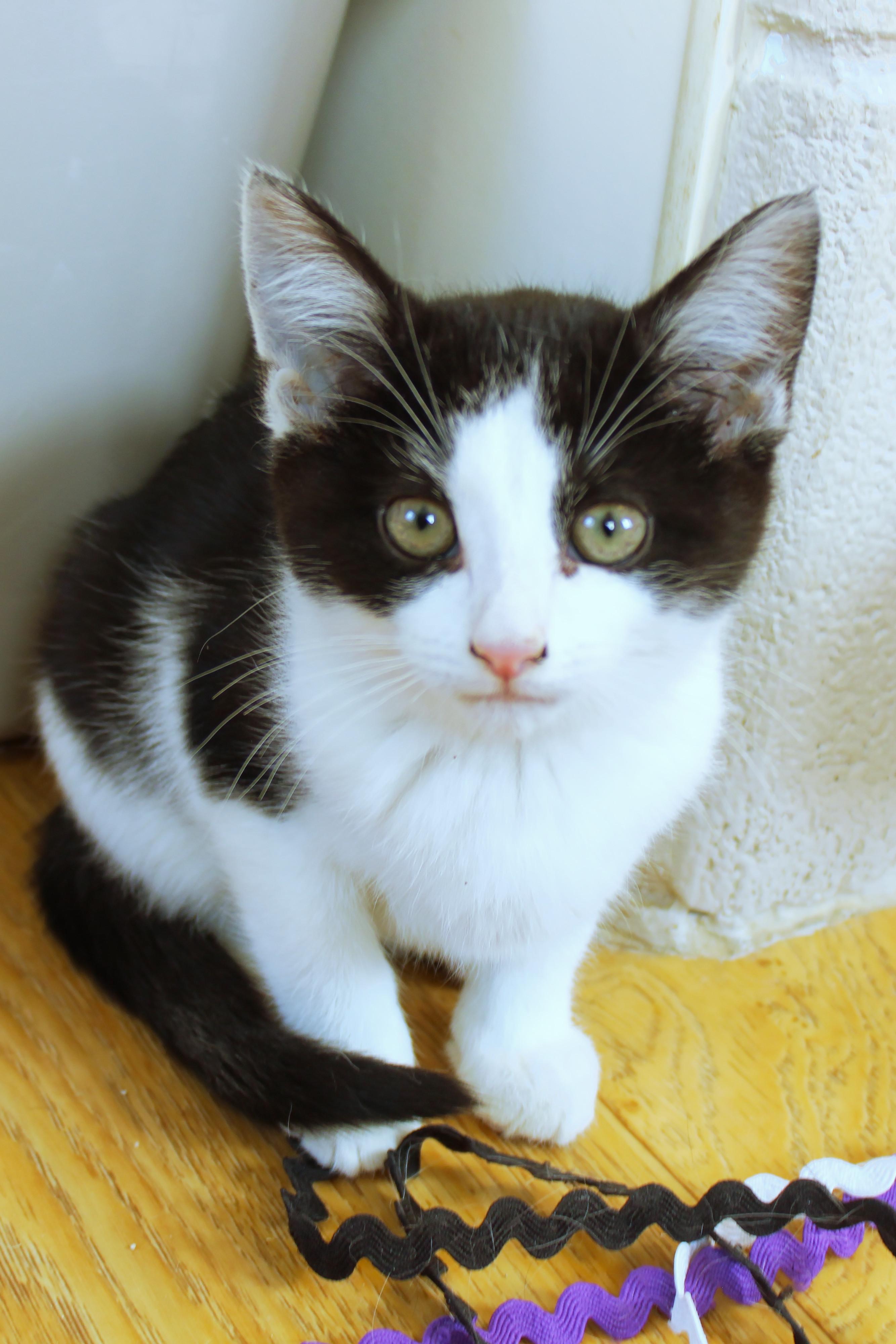 Enlarge Holly, a Adoptable American Shorthair in Urbana, OH image 1/6