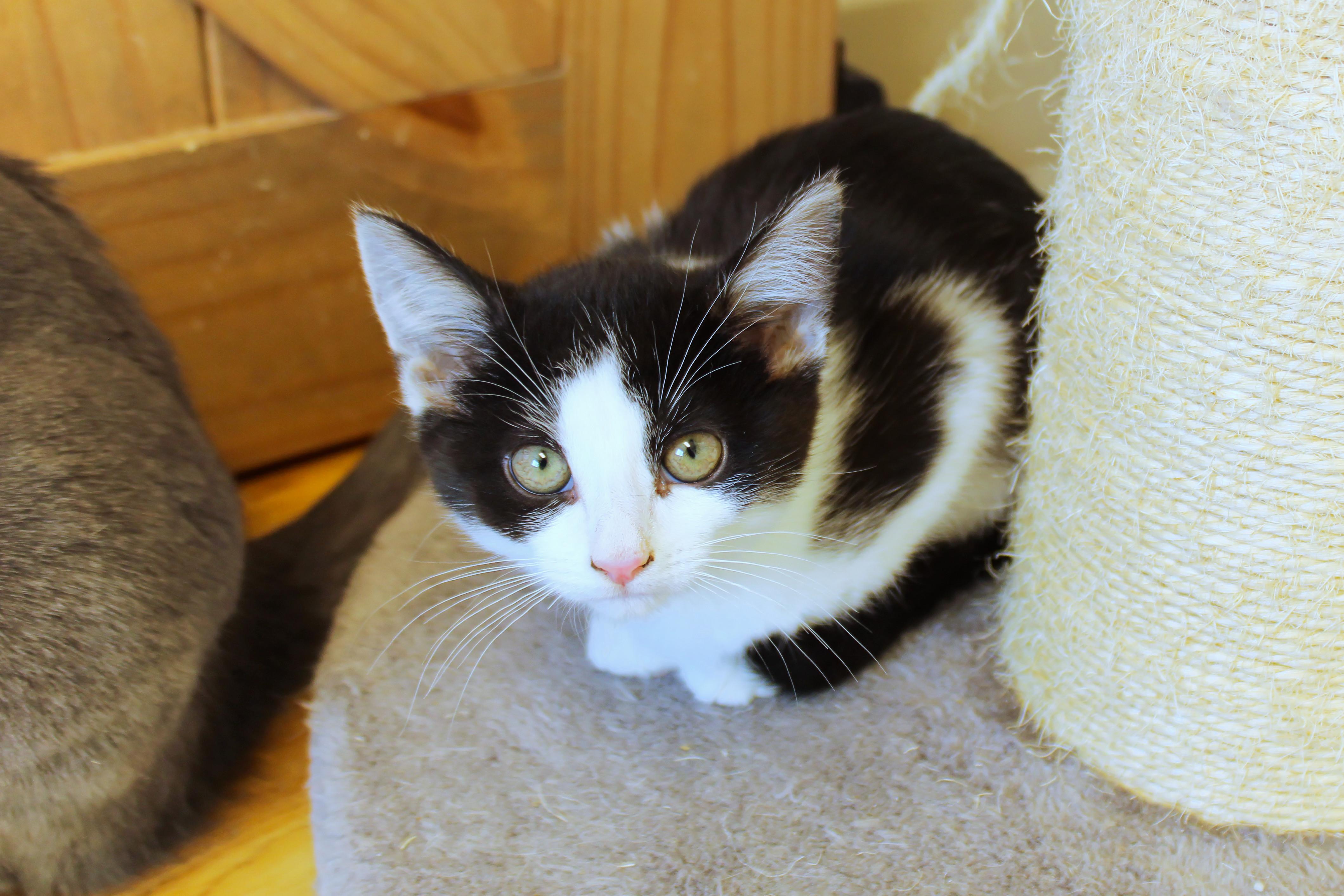 Enlarge Holly, a Adoptable American Shorthair in Urbana, OH image 6/6