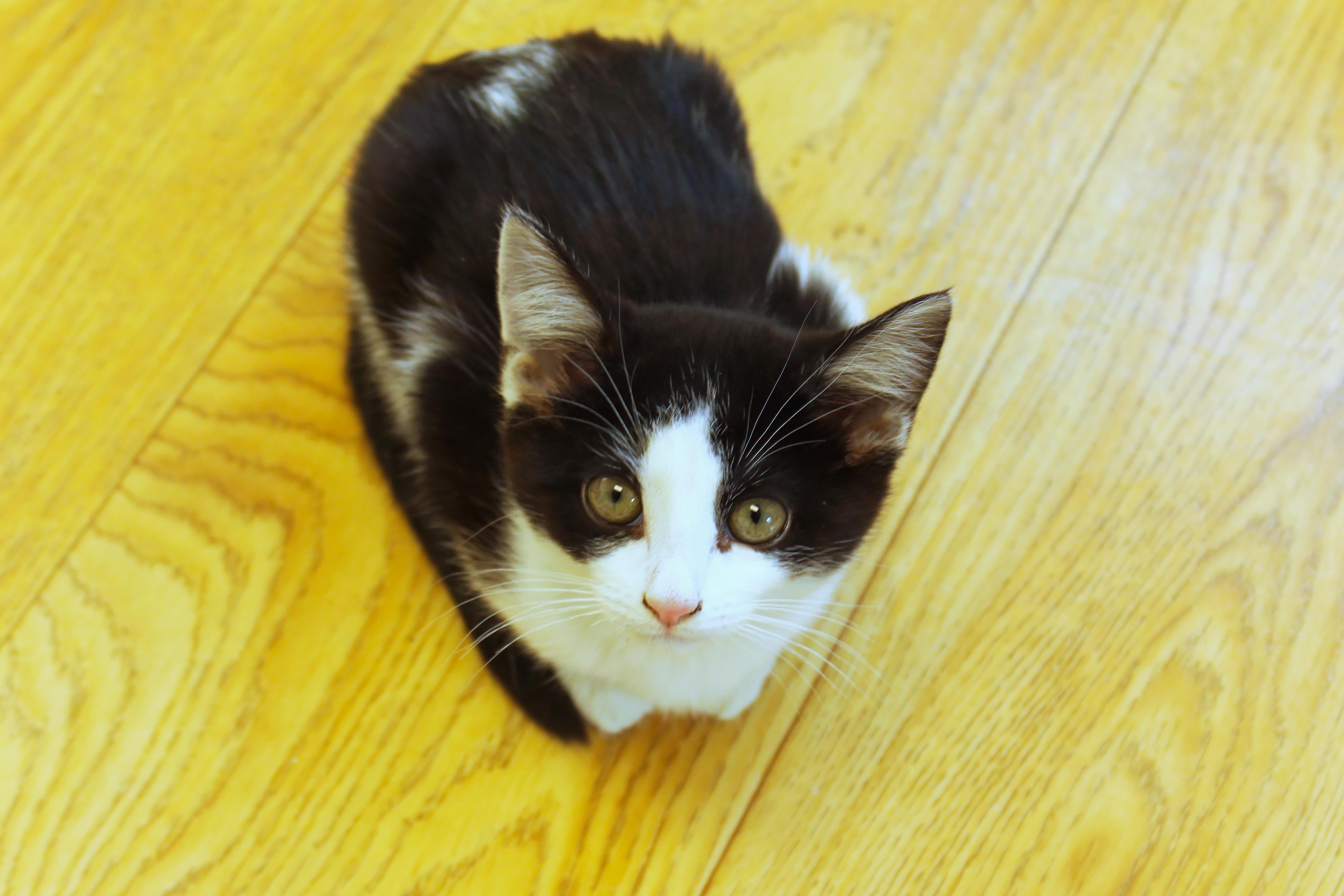 Enlarge Holly, a Adoptable American Shorthair in Urbana, OH image 5/6