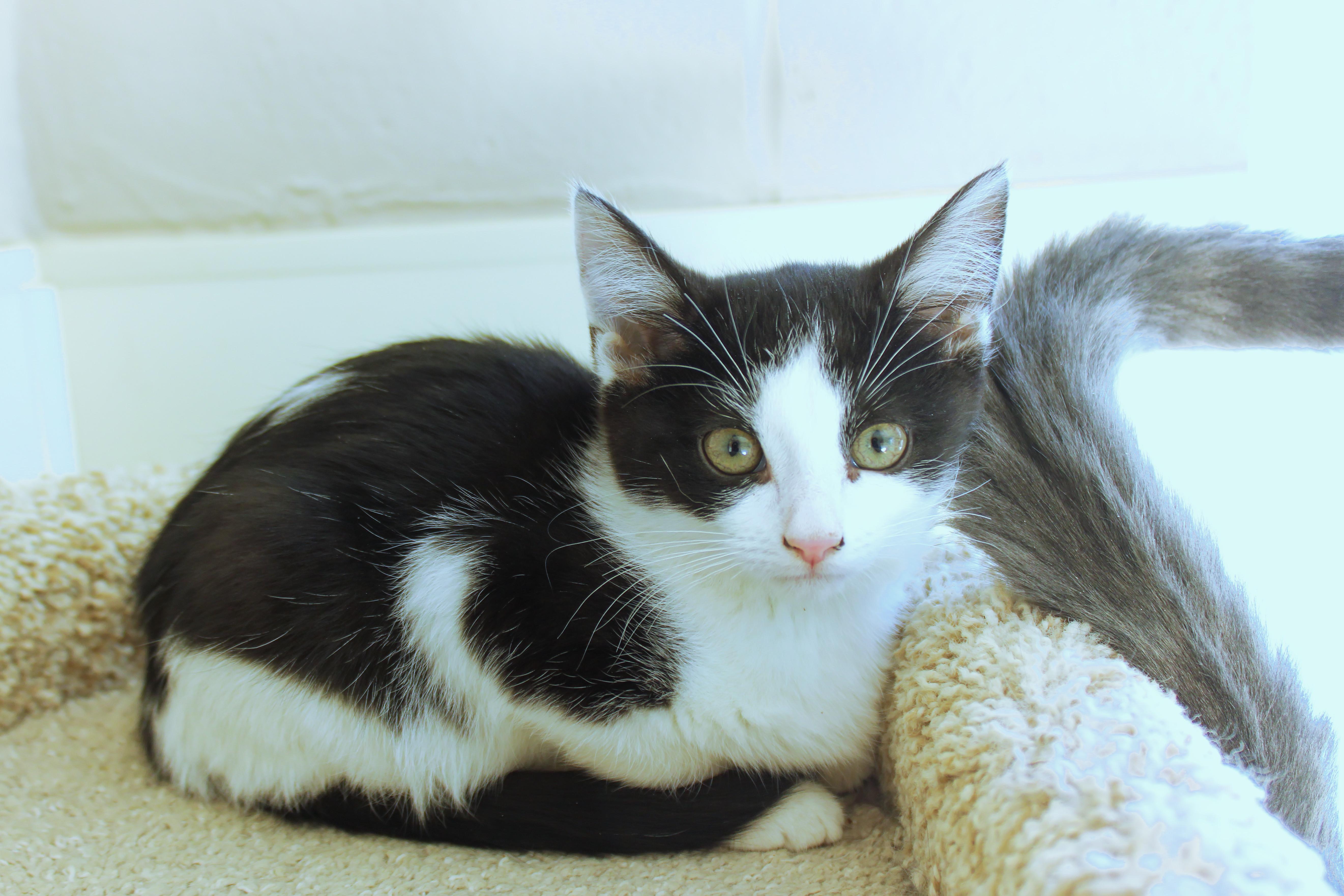 Enlarge Holly, a Adoptable American Shorthair in Urbana, OH image 2/6