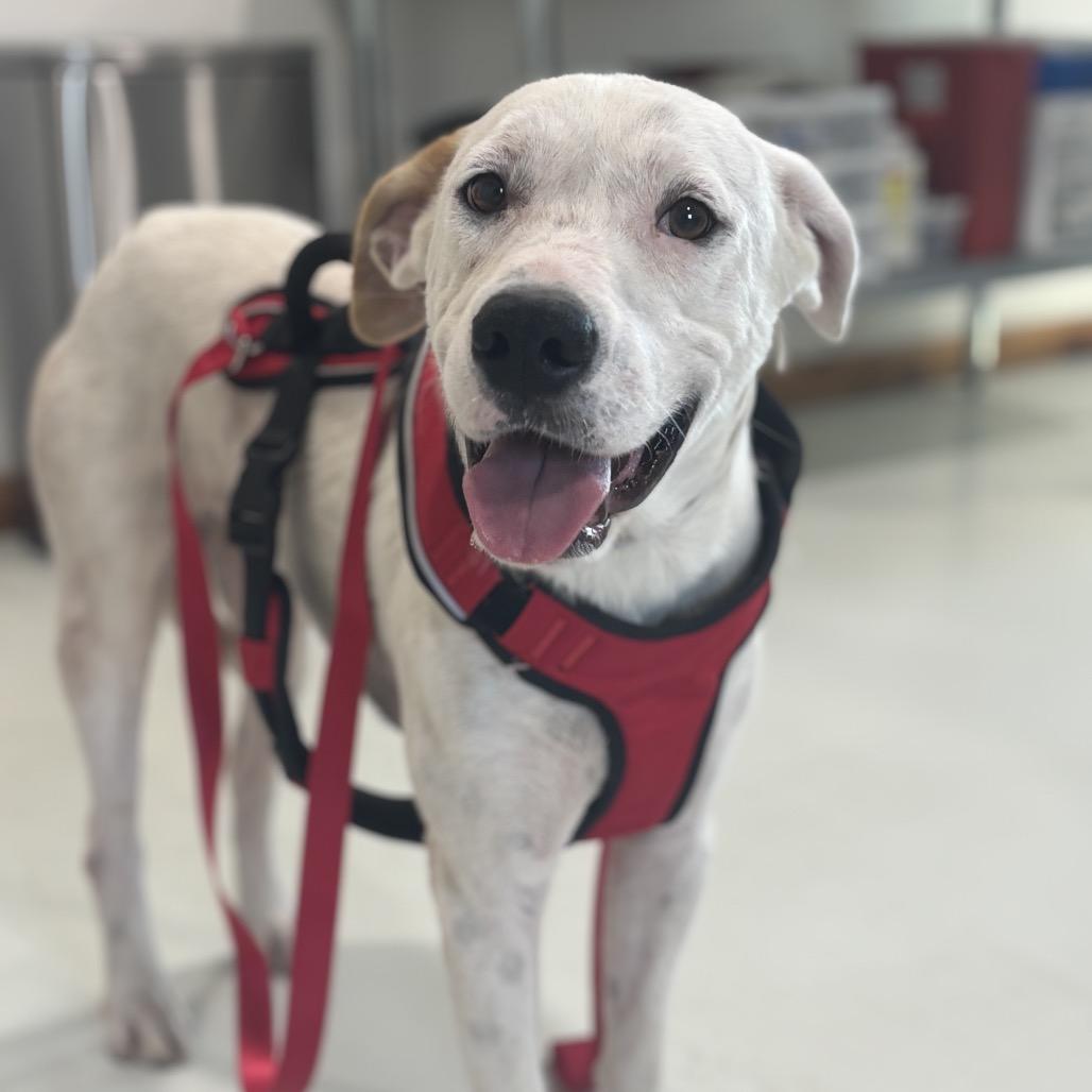 Angel, Adoptable, Adult Male Labrador Retriever.