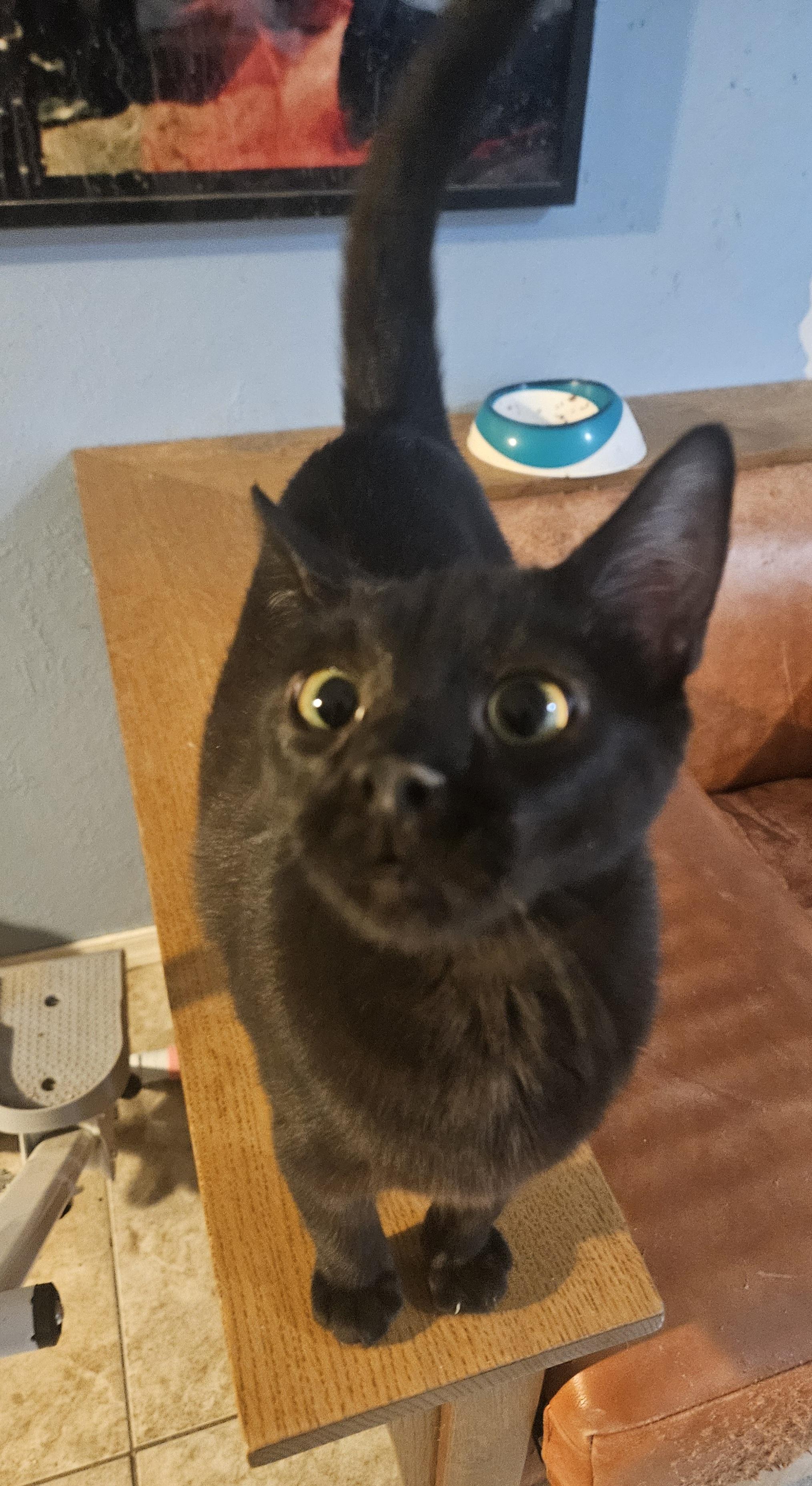 Enlarge Choco , a ADOPTABLE mixed breed in Youngtown, AZ image 1/3