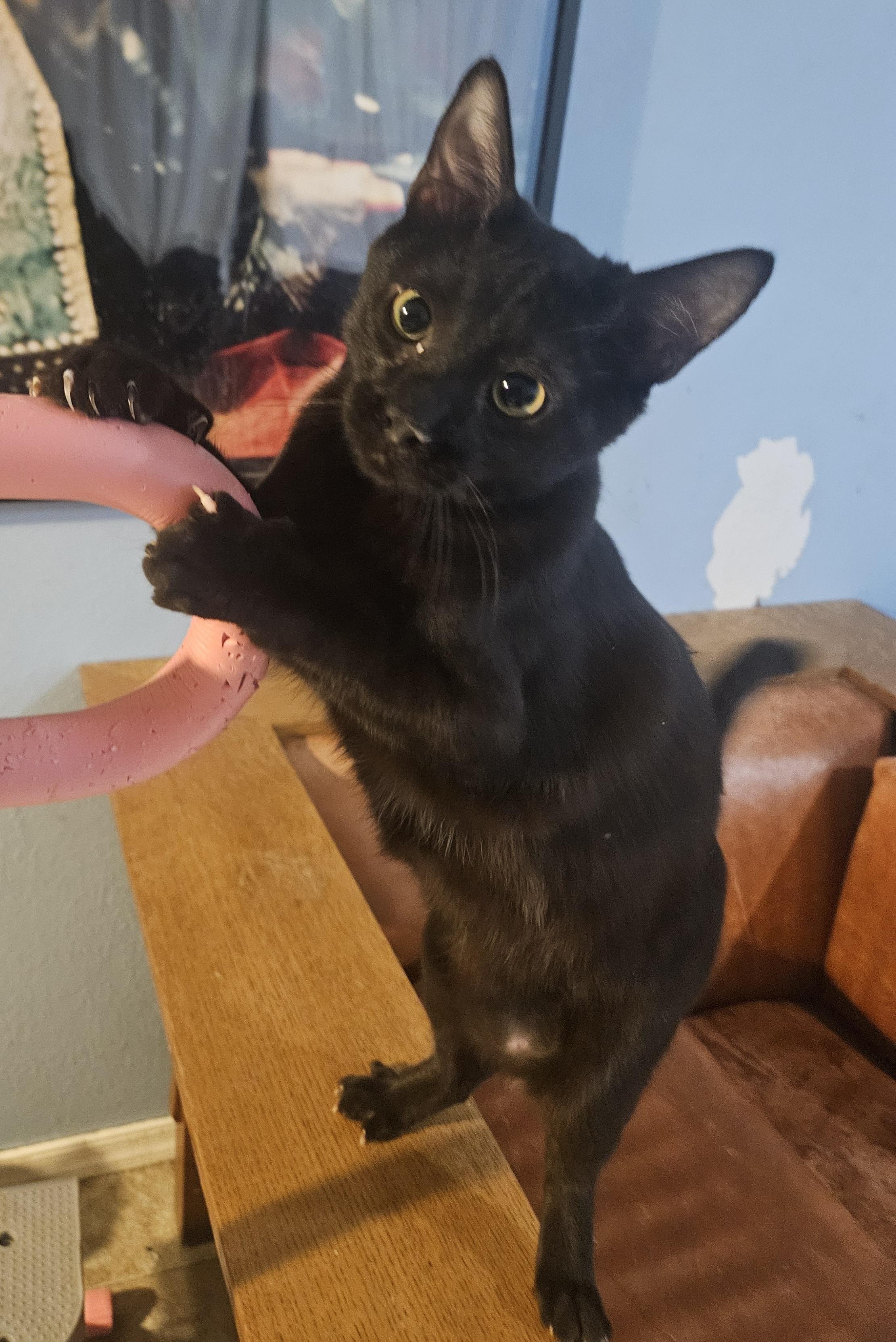 Enlarge Choco , a ADOPTABLE mixed breed in Youngtown, AZ image 2/3