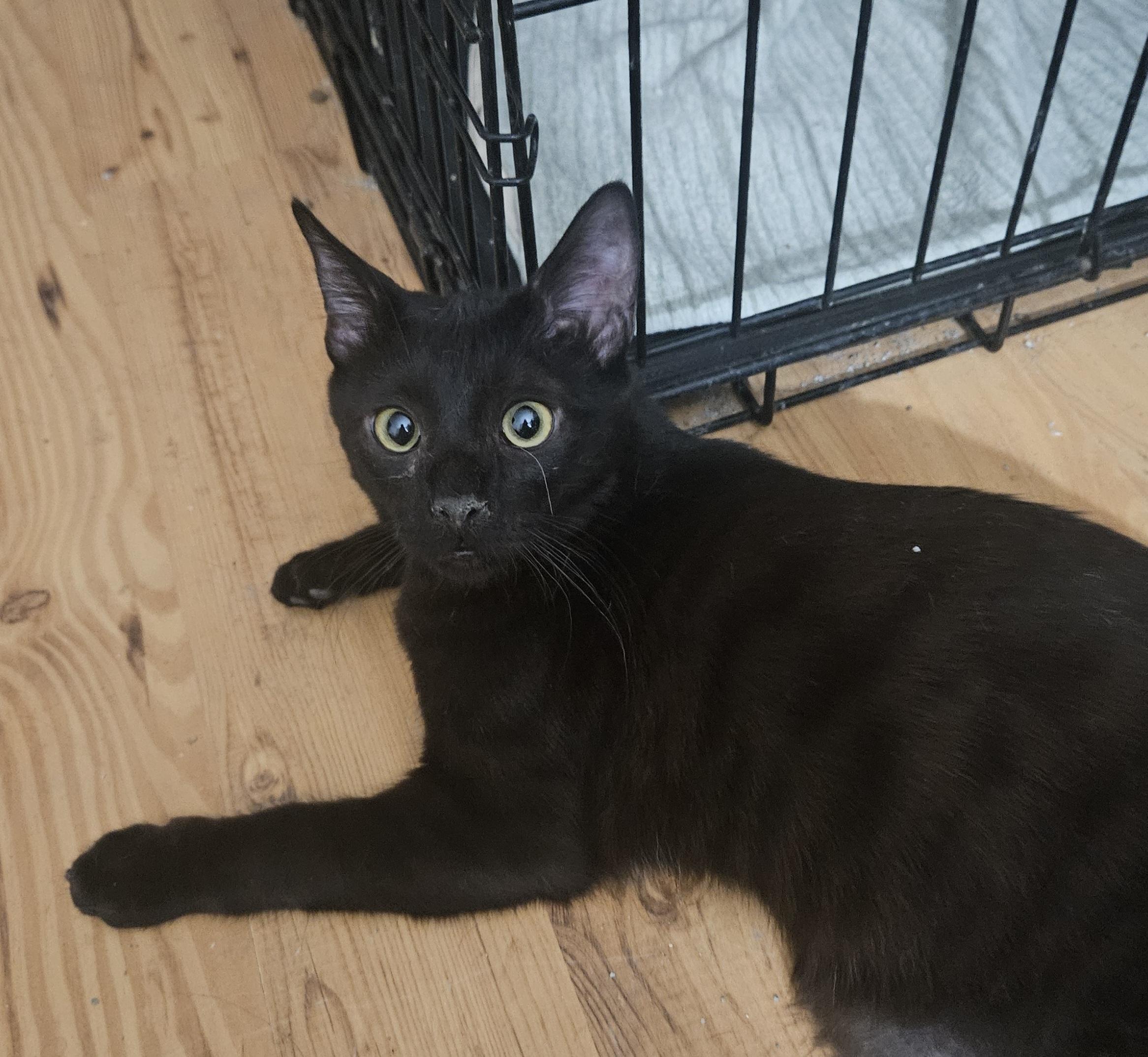 Enlarge Choco , a ADOPTABLE mixed breed in Youngtown, AZ image 3/3