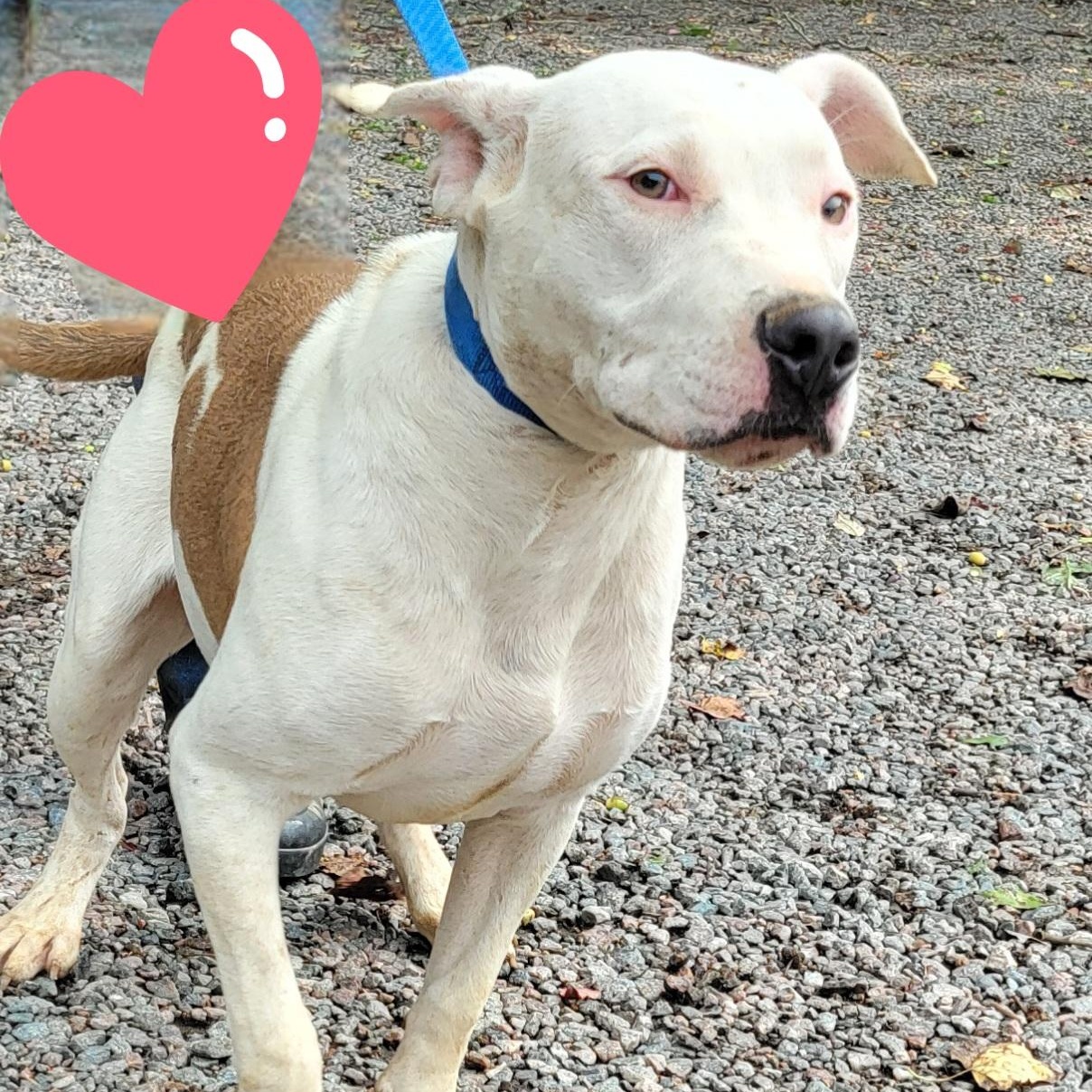 Junior, Adoptable, Young Male American Staffordshire Terrier.
