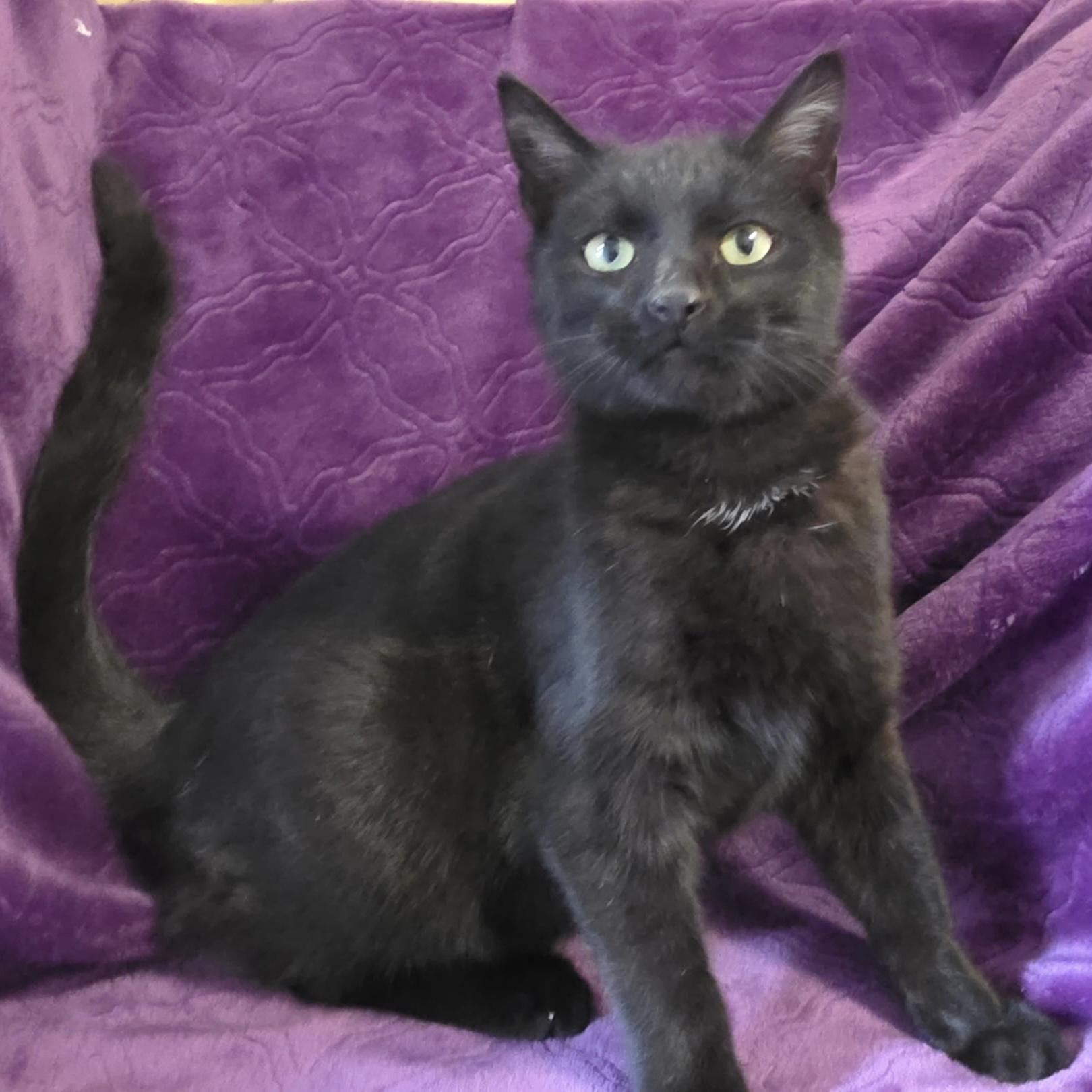 Black Bean — thumbnail 2