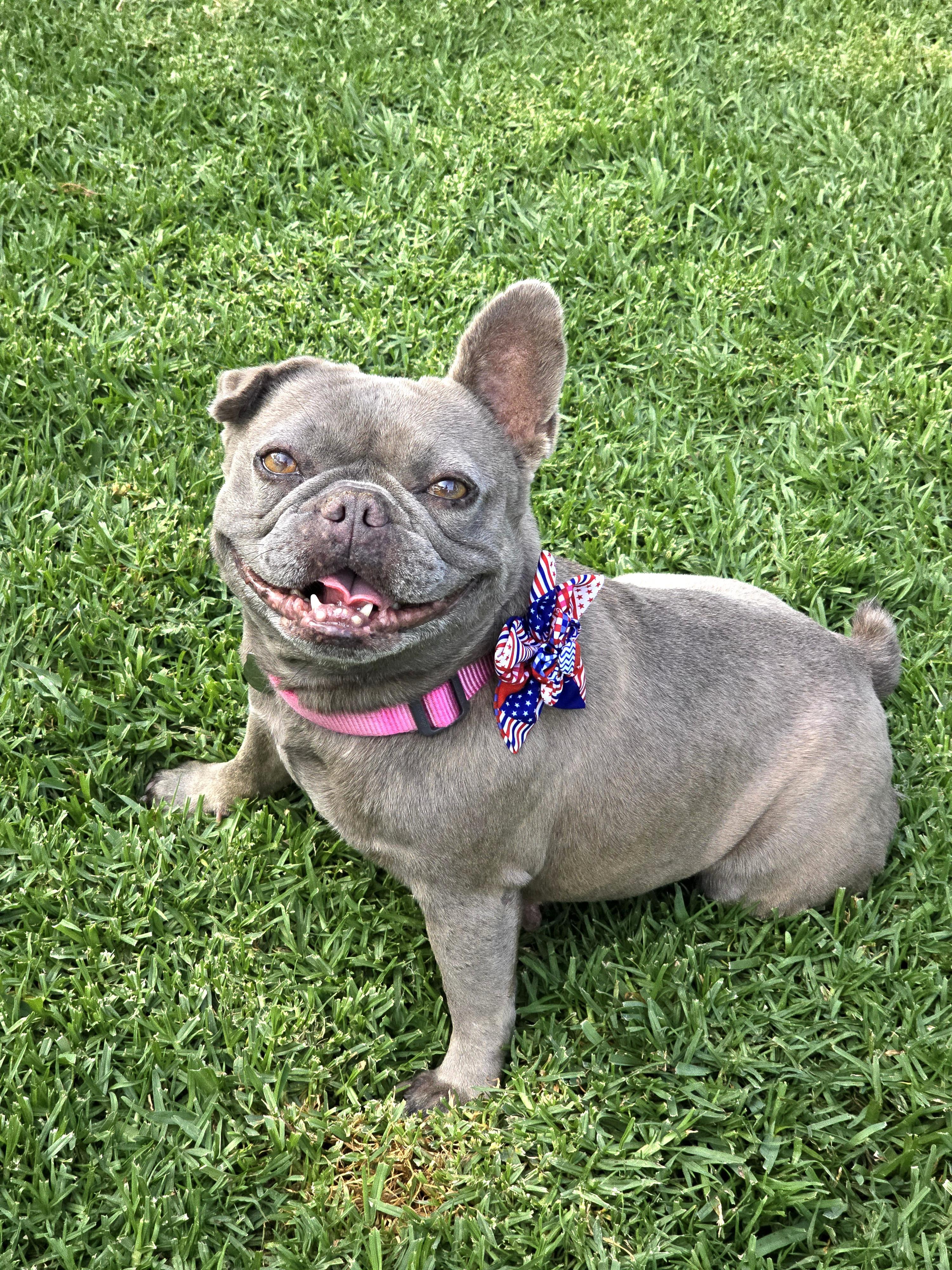 Dory, Adoptable, Adult Female French Bulldog.